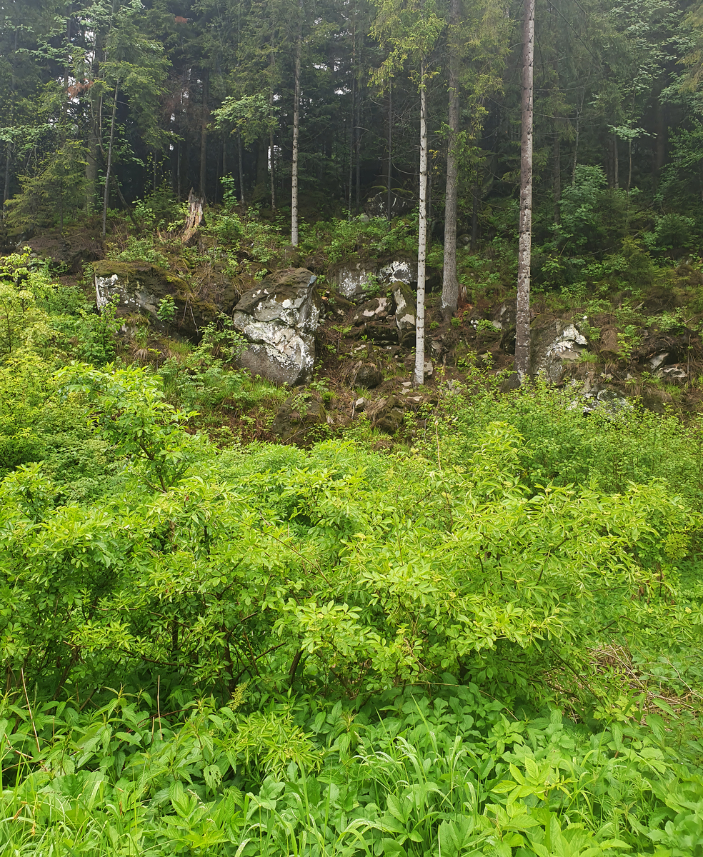 有机野生植物采集区可持续生产管理方案 - 保护资源，促进发展