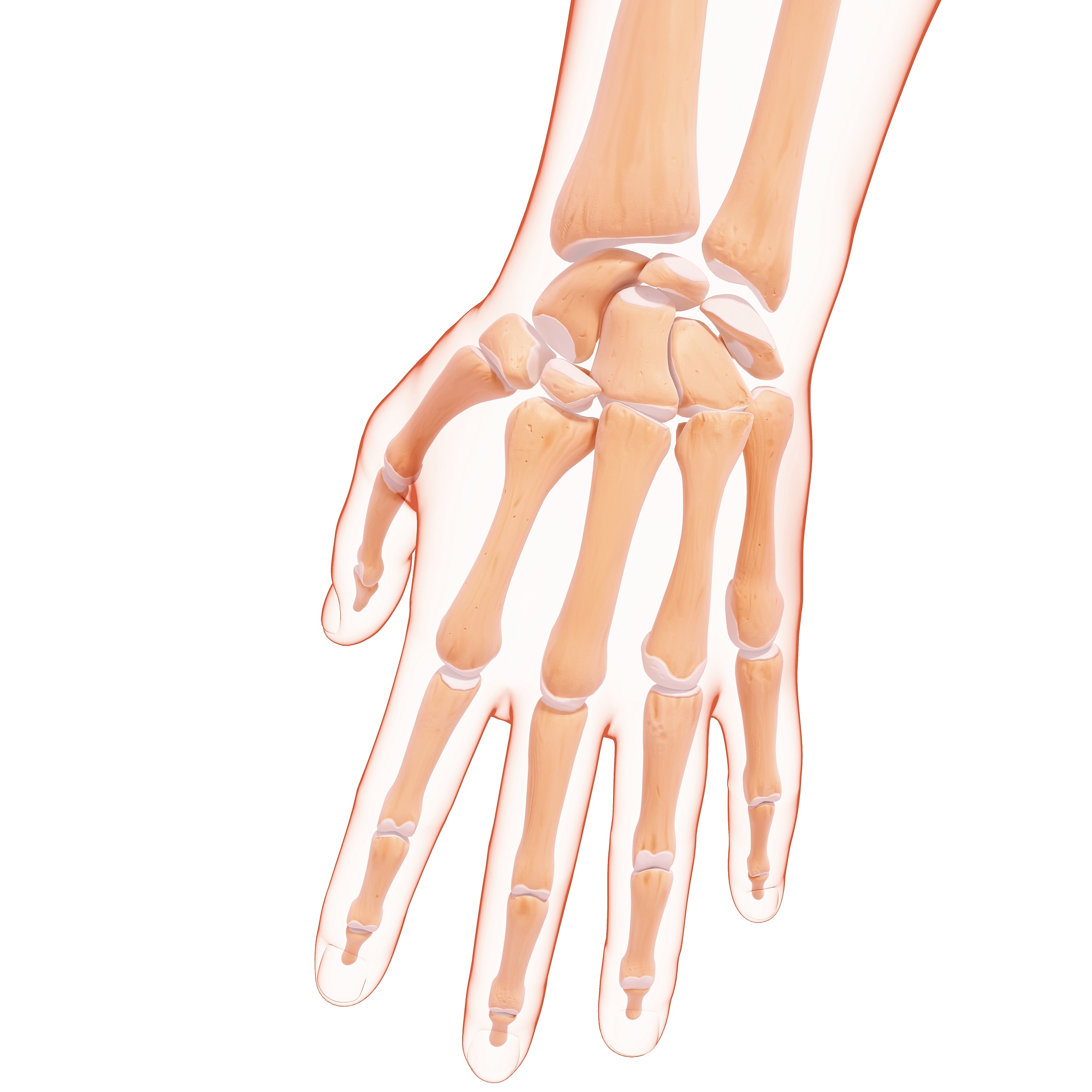 属于上肢骨的是