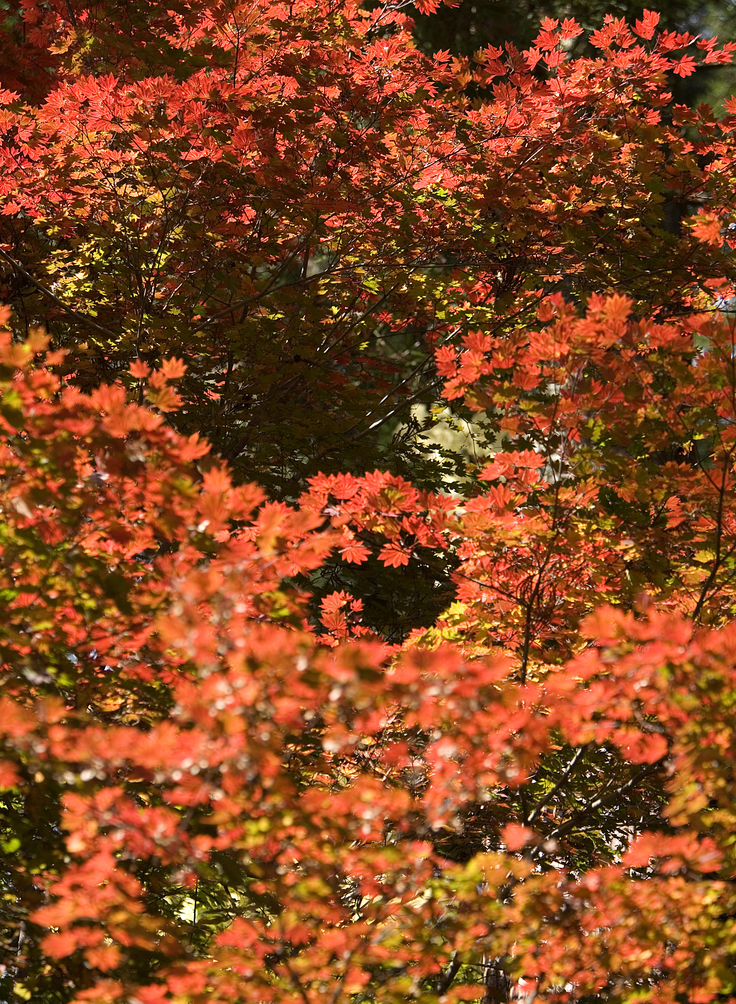 彼方为谁无我有问。九月湿露待君之前。