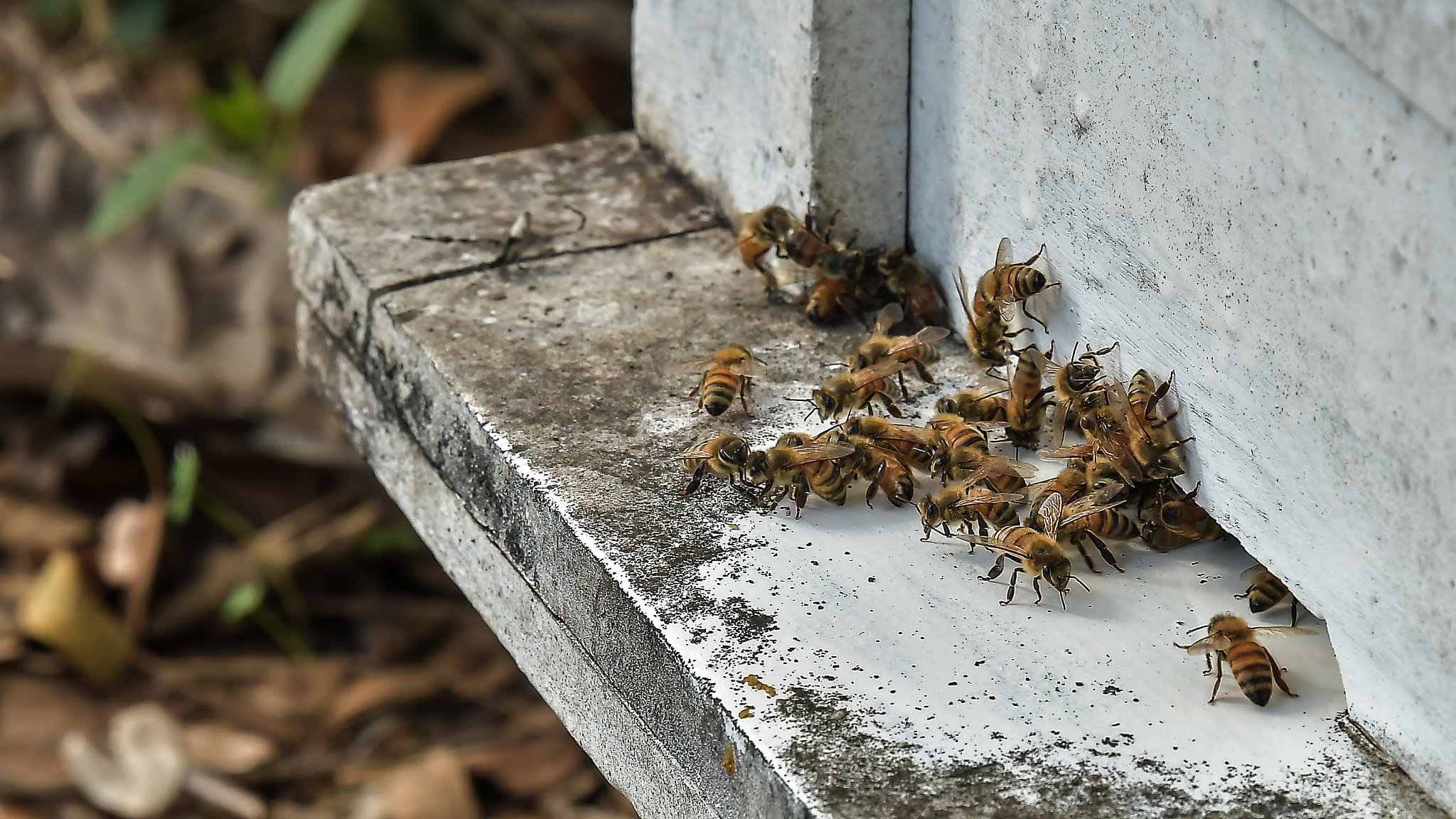 bees flying back in hive after a harvest period, thailand.