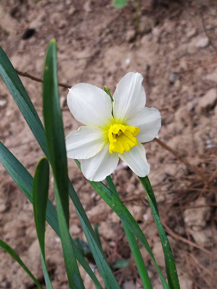 输出1到100的水仙花数