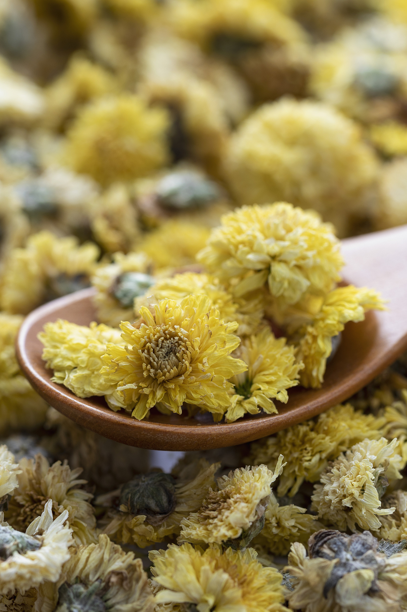 菊花有没有香味？有毒吗400字