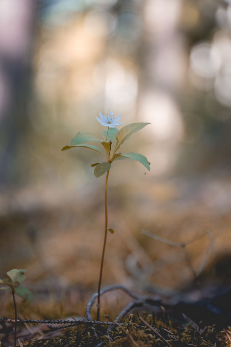 花枯萎比喻人生安慰