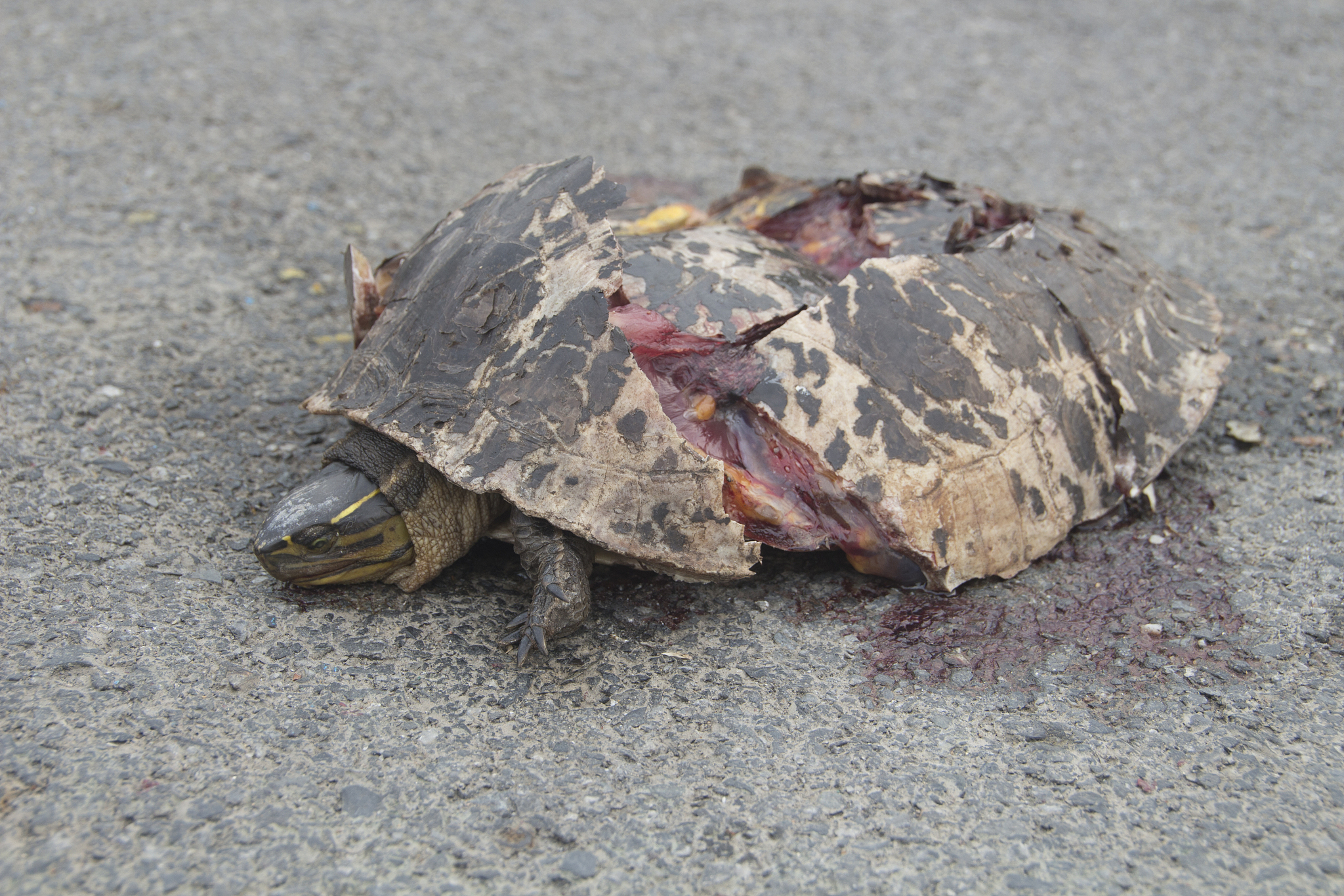dead turtle