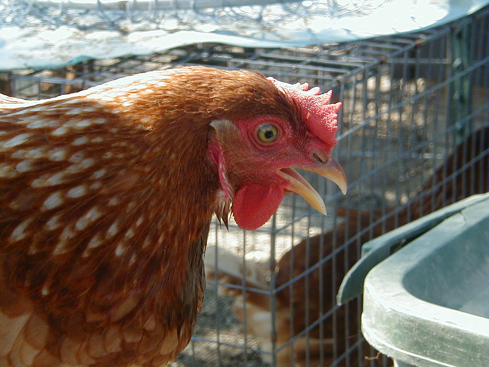 chicken