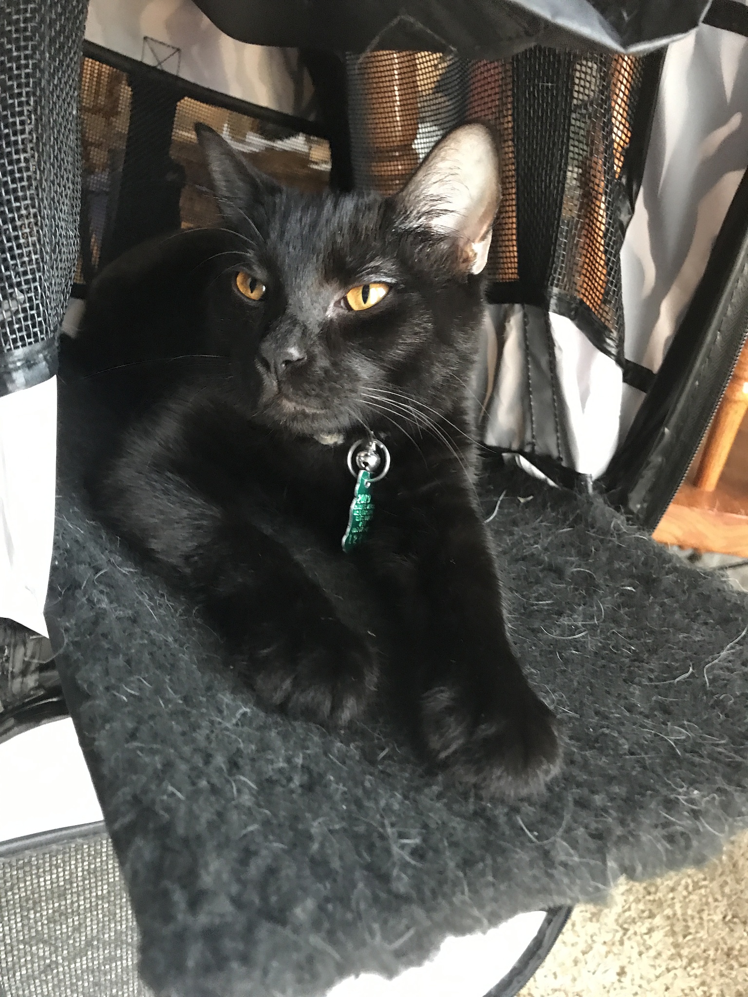 四川省水产学校宠物养护与经营专业就业方向｜宠物行业前景分析