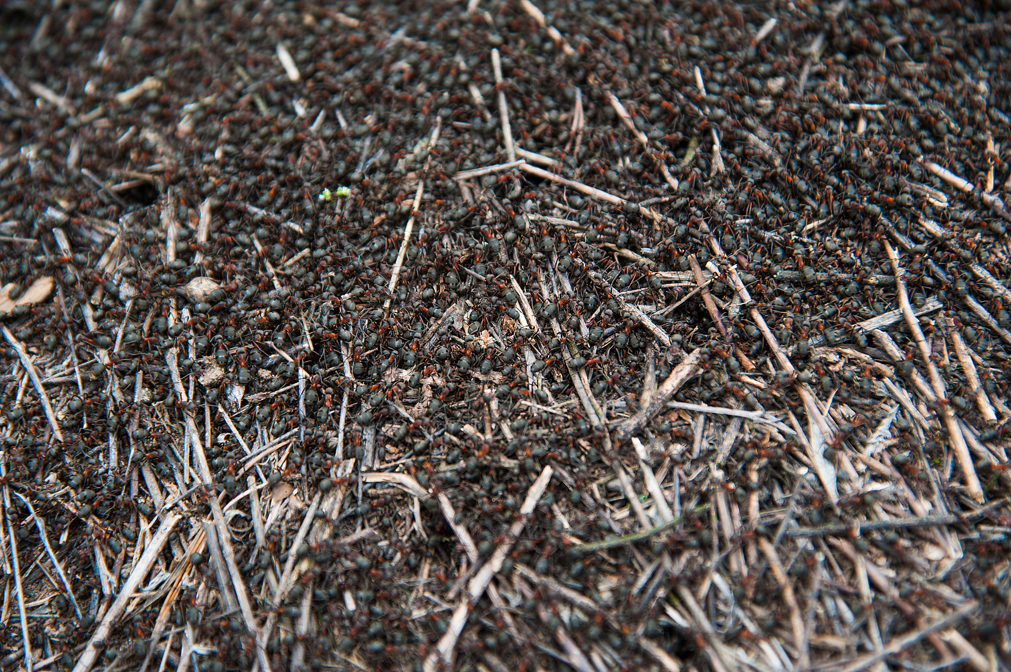 专注森林成就红点一直有回答+拓展。