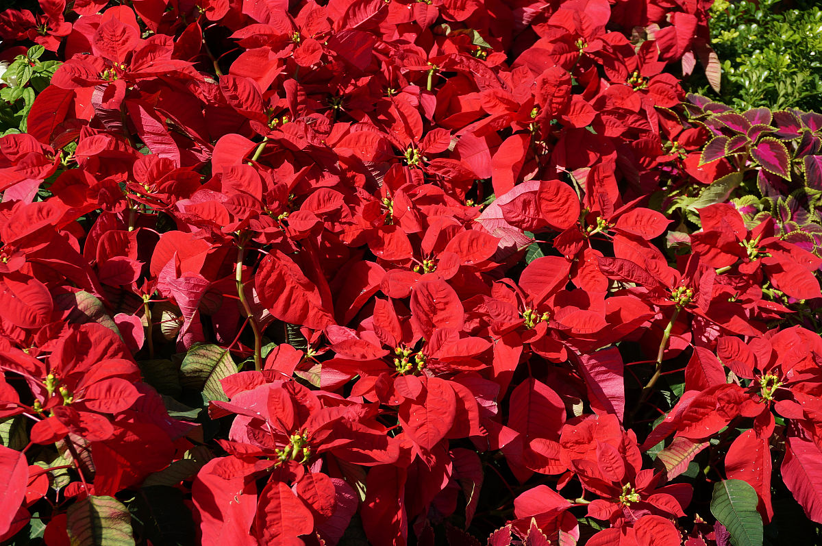 写一首表达快乐情绪的中文流行歌曲歌曲表达的主题为爱情歌词结构为verse1、verse2、Pre-Chorus1、chorus1、chorus2、verse3、verse4、chorus3、Bridge1、chorus4并确保chorus1、chorus2、chorus3、chorus4、verse5、Pre-Chorus2、chorus5、Bridge2、歌词不重复每段歌词结尾使用中文zhene