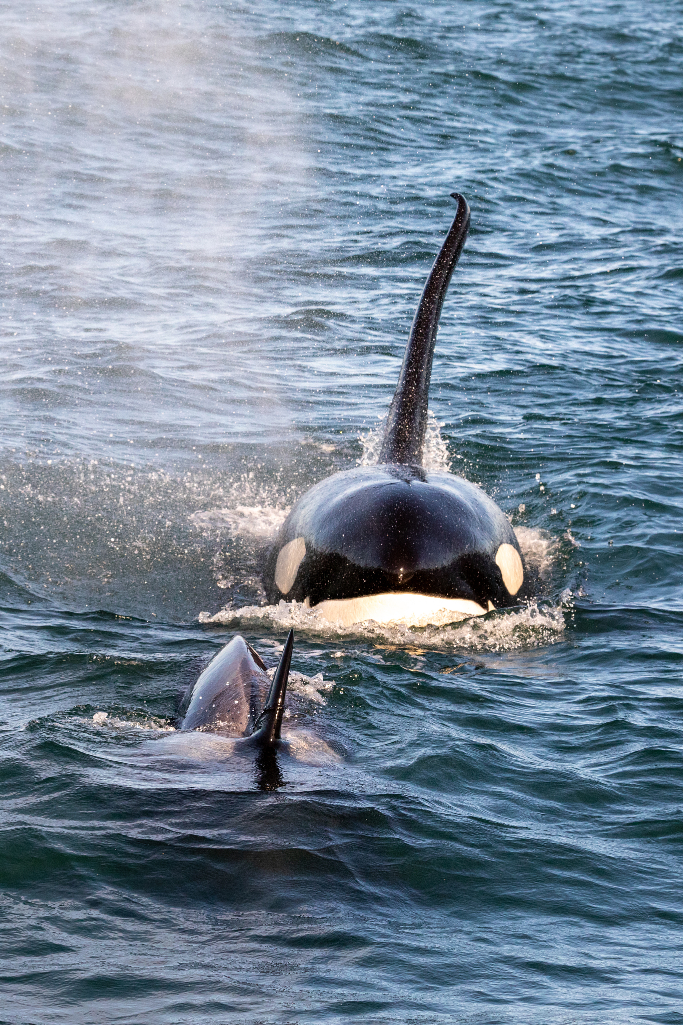 killer whales in california