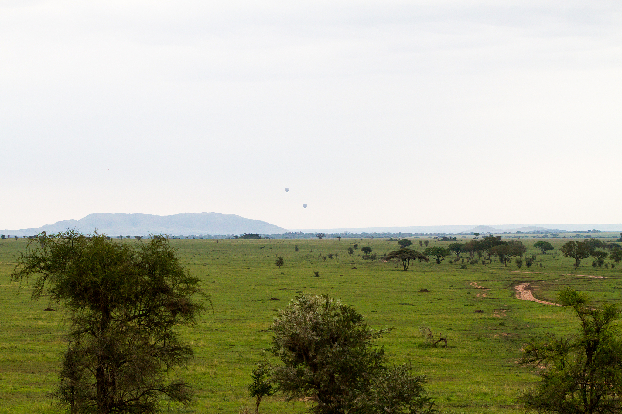serengeti national park, tanzanian national park in the serenget
