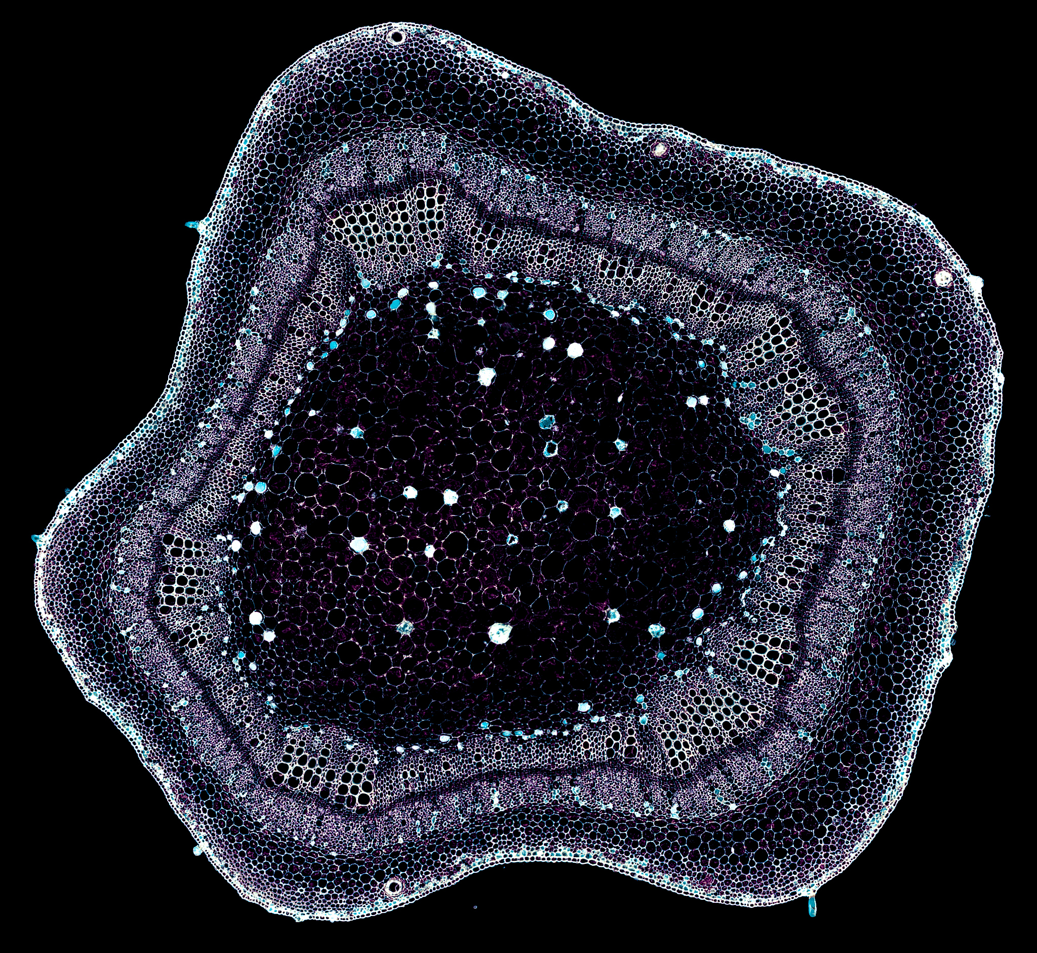 Crystal Violet Staining Technique for Tissue Sections