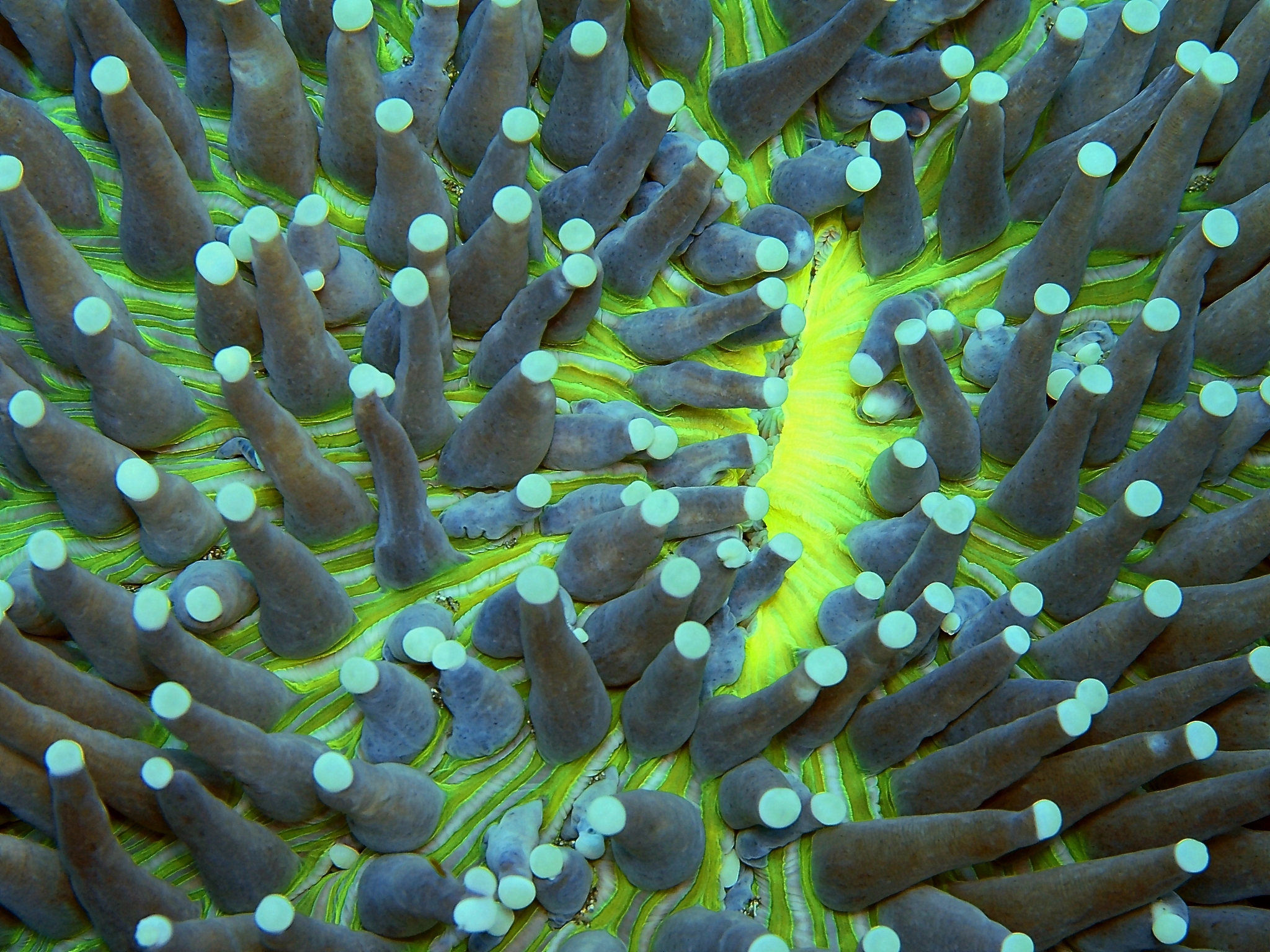 海葵不分裂？试试这几个方法！