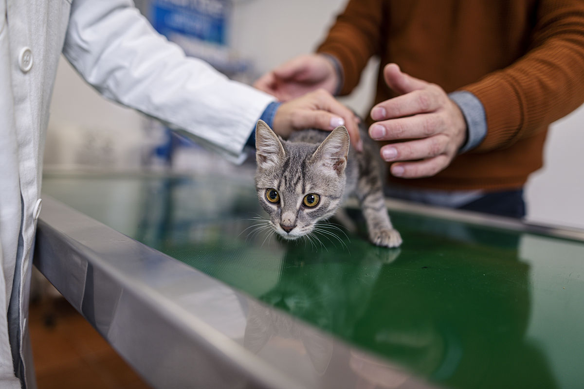 猫尼曼-皮克病预防：疫苗接种、环境清洁、避免接触感染源