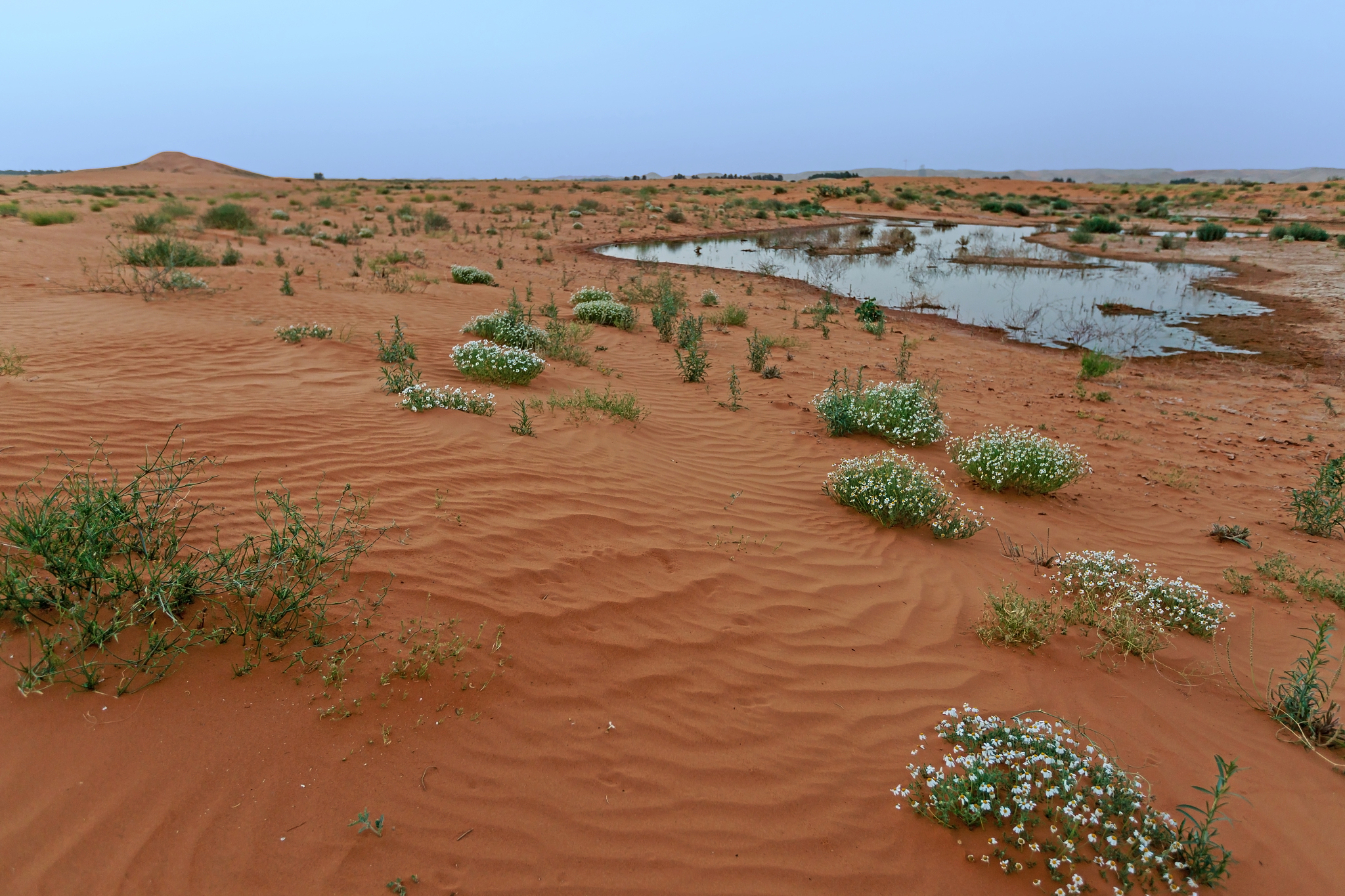 沙漠里为什么没水