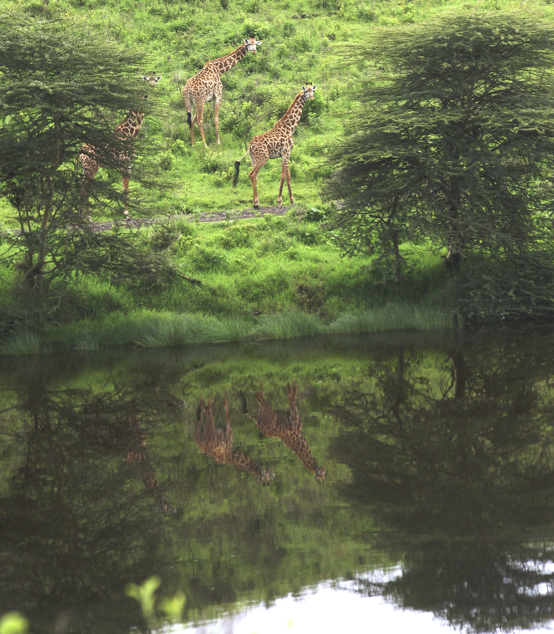 景田水短视频主题创意：自然、动物、文化、美食、冒险等