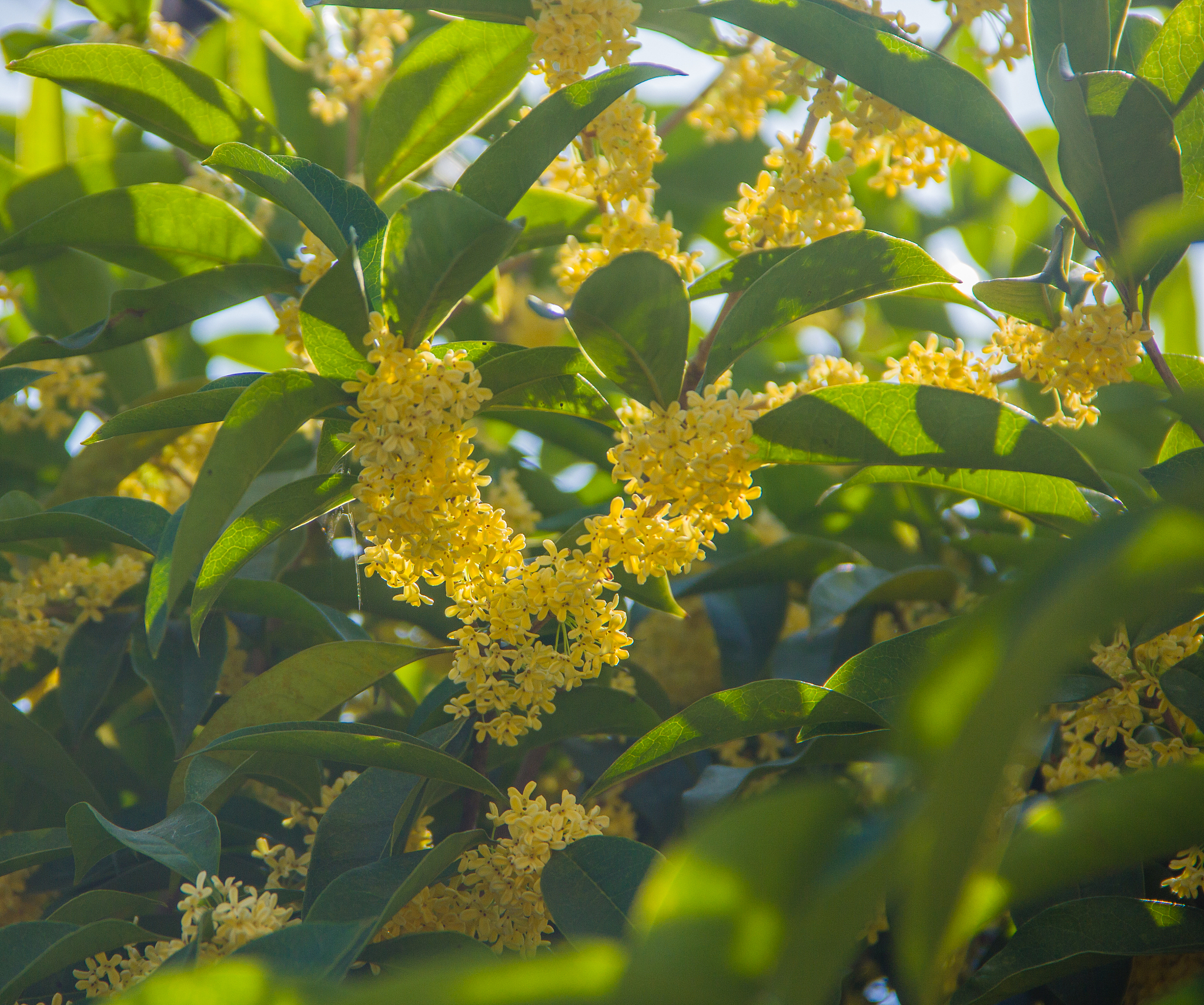 校园里的桂花树：美丽芬芳，满园香气