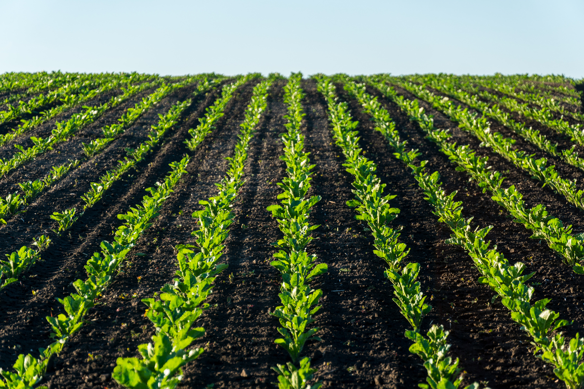 Each dairy cow requires 06 tons of grain and 07 tons of sugar beet per year Both of these can be grown on the farm Each acre can yield 15 tons of sugar beet However only 80 acres are suitable for grow