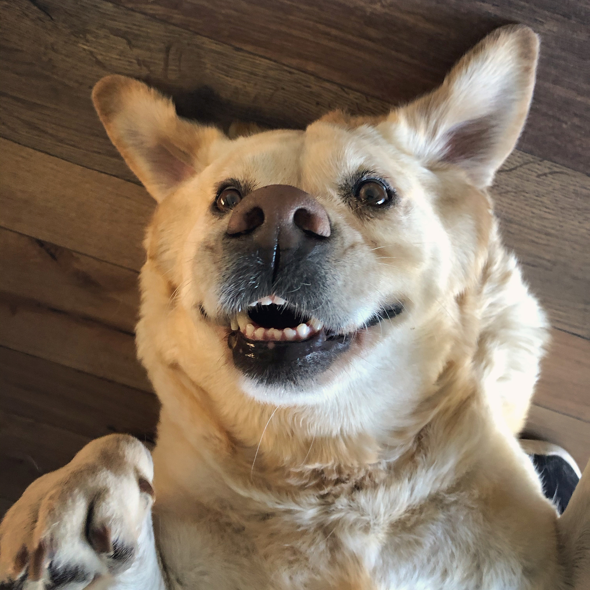 我的宠物豆豆：一只会说话的熊犬混合体！