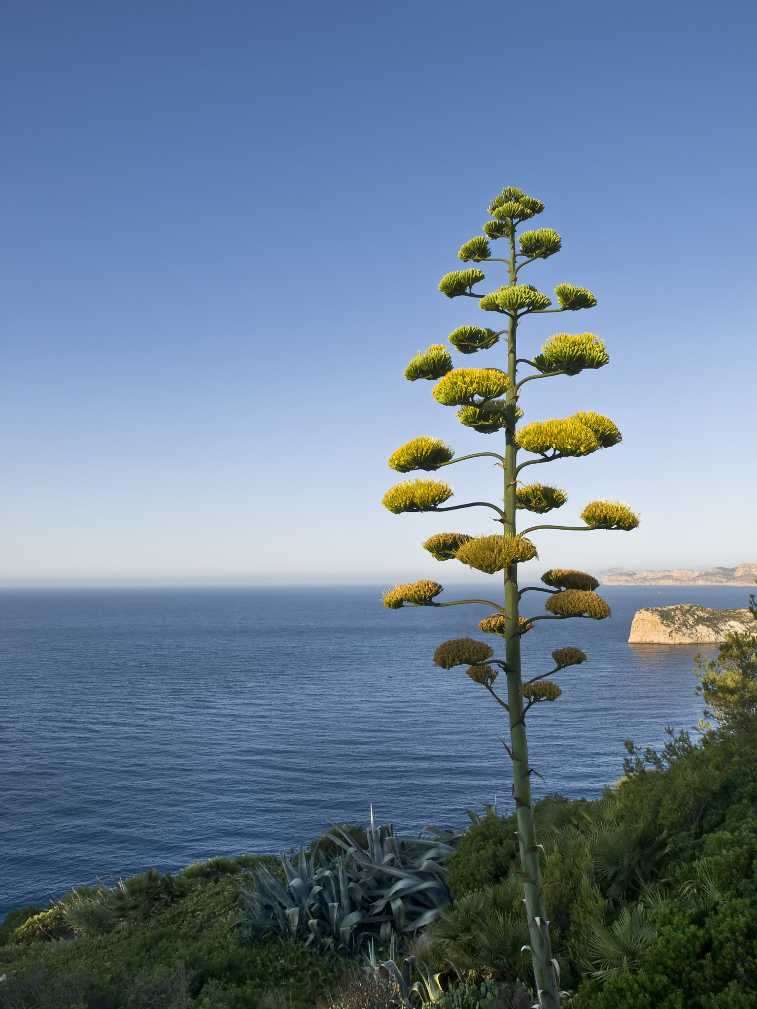 flower of a pita