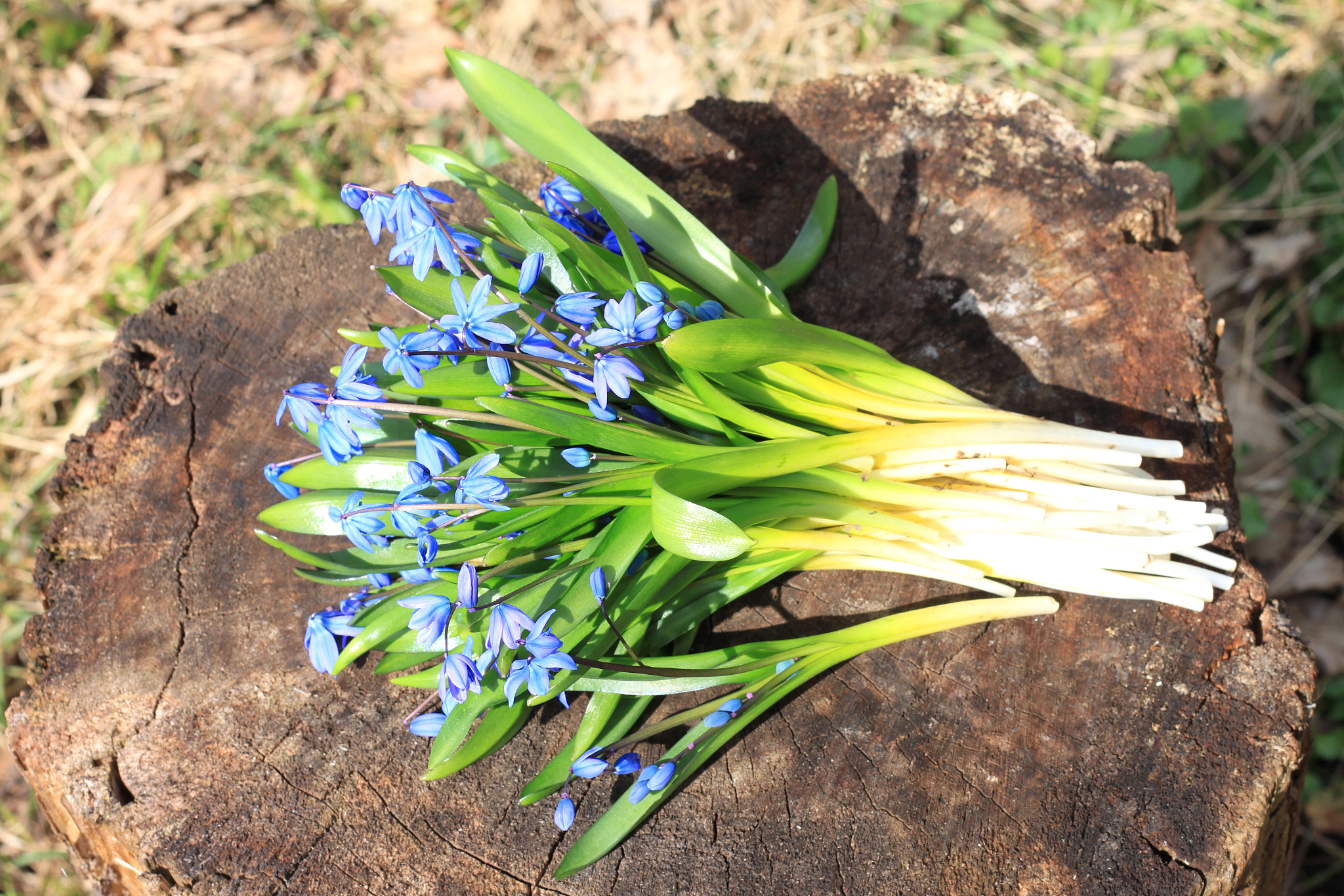 bouquet of first spring flowers