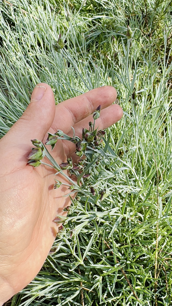 牛最爱吃什么草？营养丰富的草品种推荐