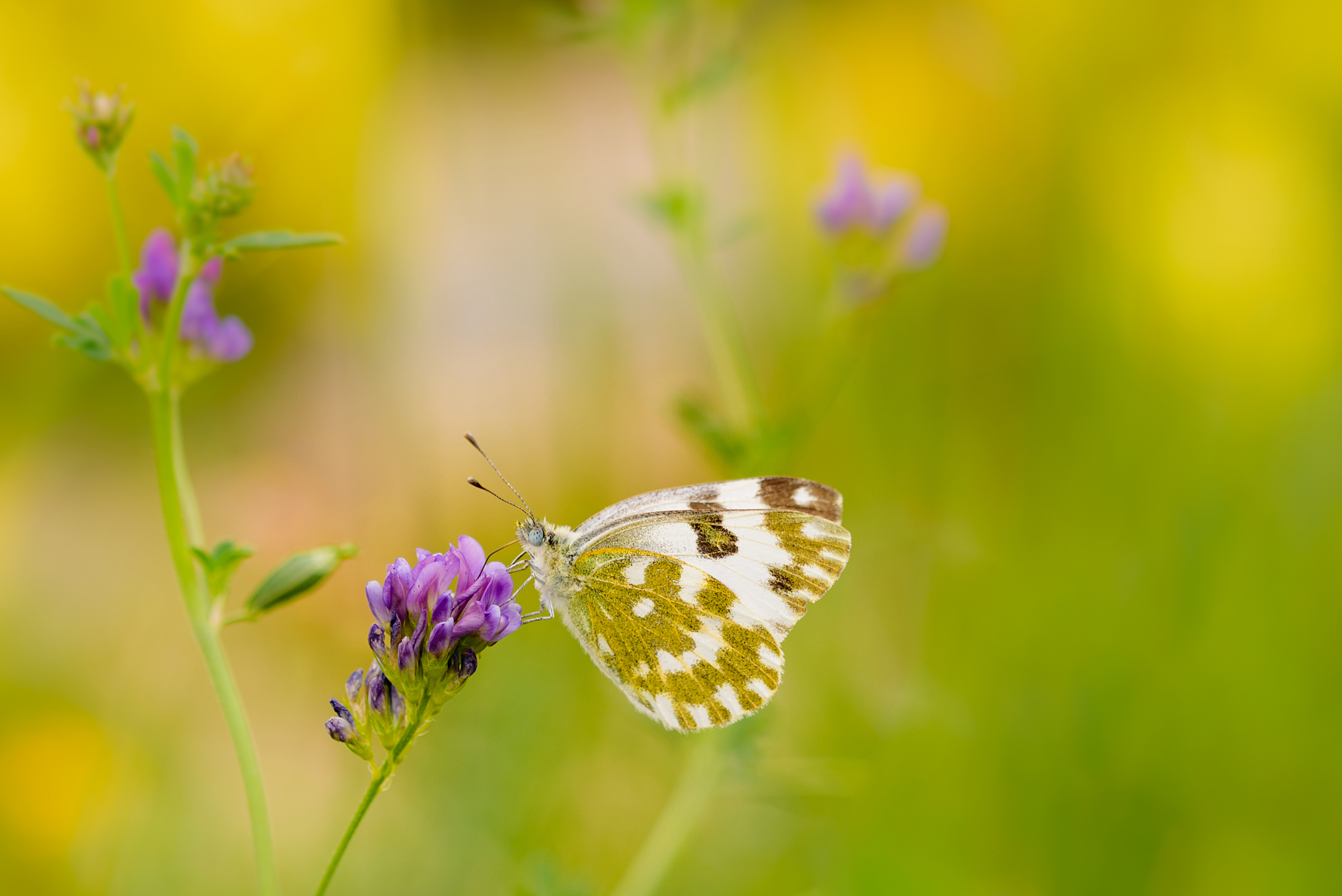 医用蝴蝶贴怎么用