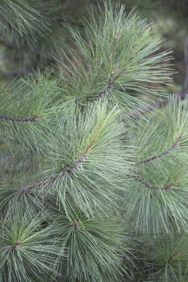 以下就介绍几种适合在东北地区种植的树木.1