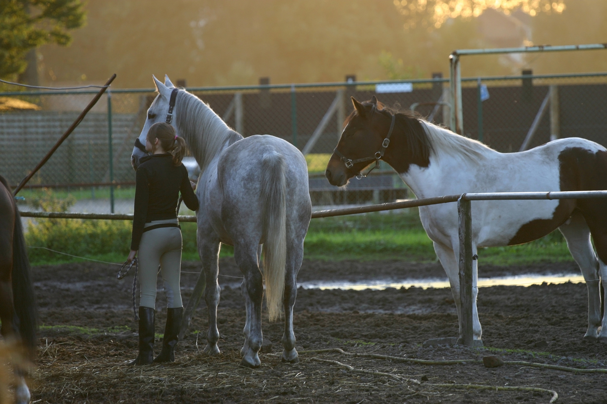 我：I like horseback riding My friend has several horses What kind of horse do you have朋友：Lol Well that’s uplifting 😂 I have 2 quarter horses I just had to put one down after she gave birth she started