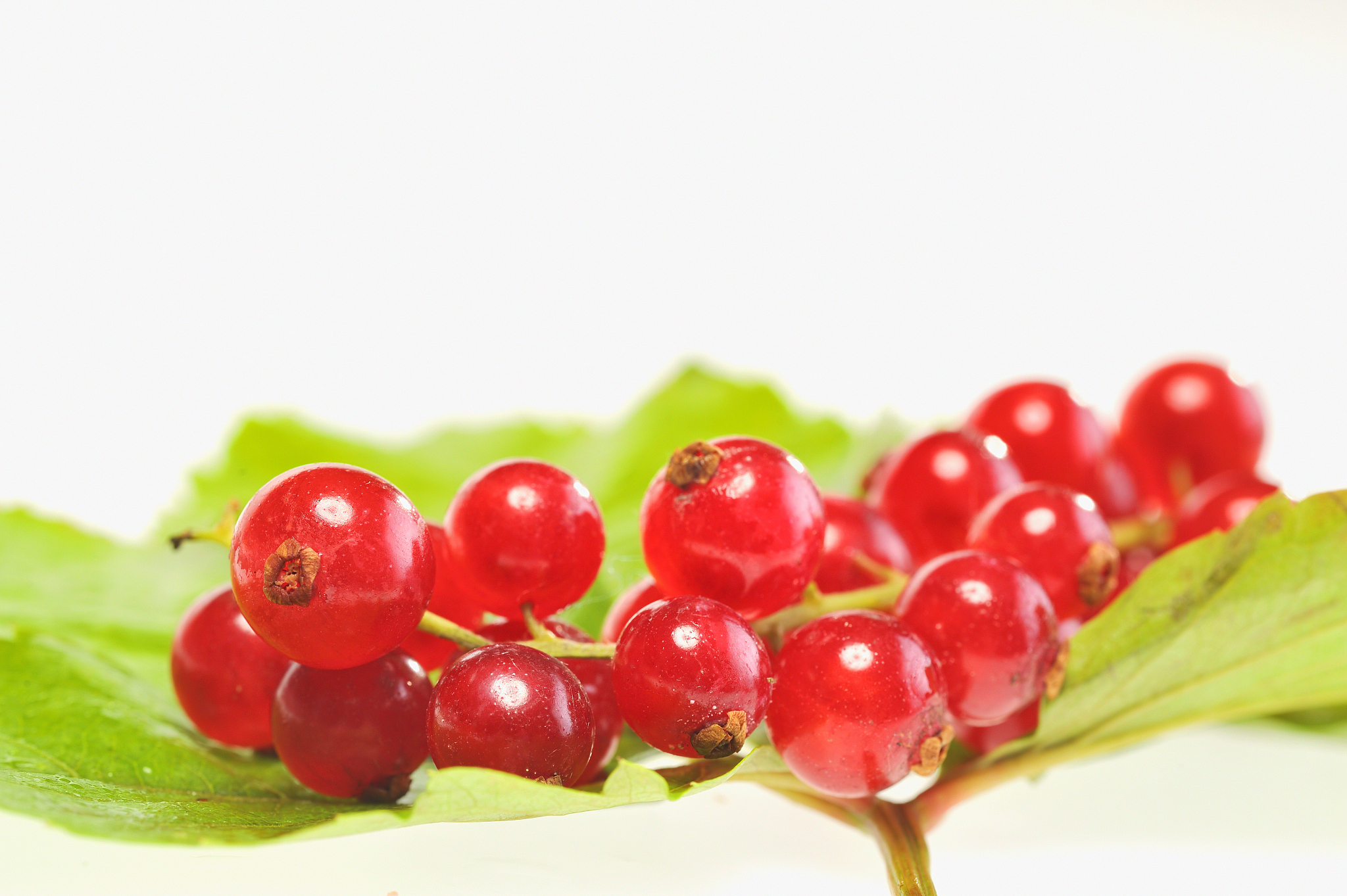 fruit of red currant isolated