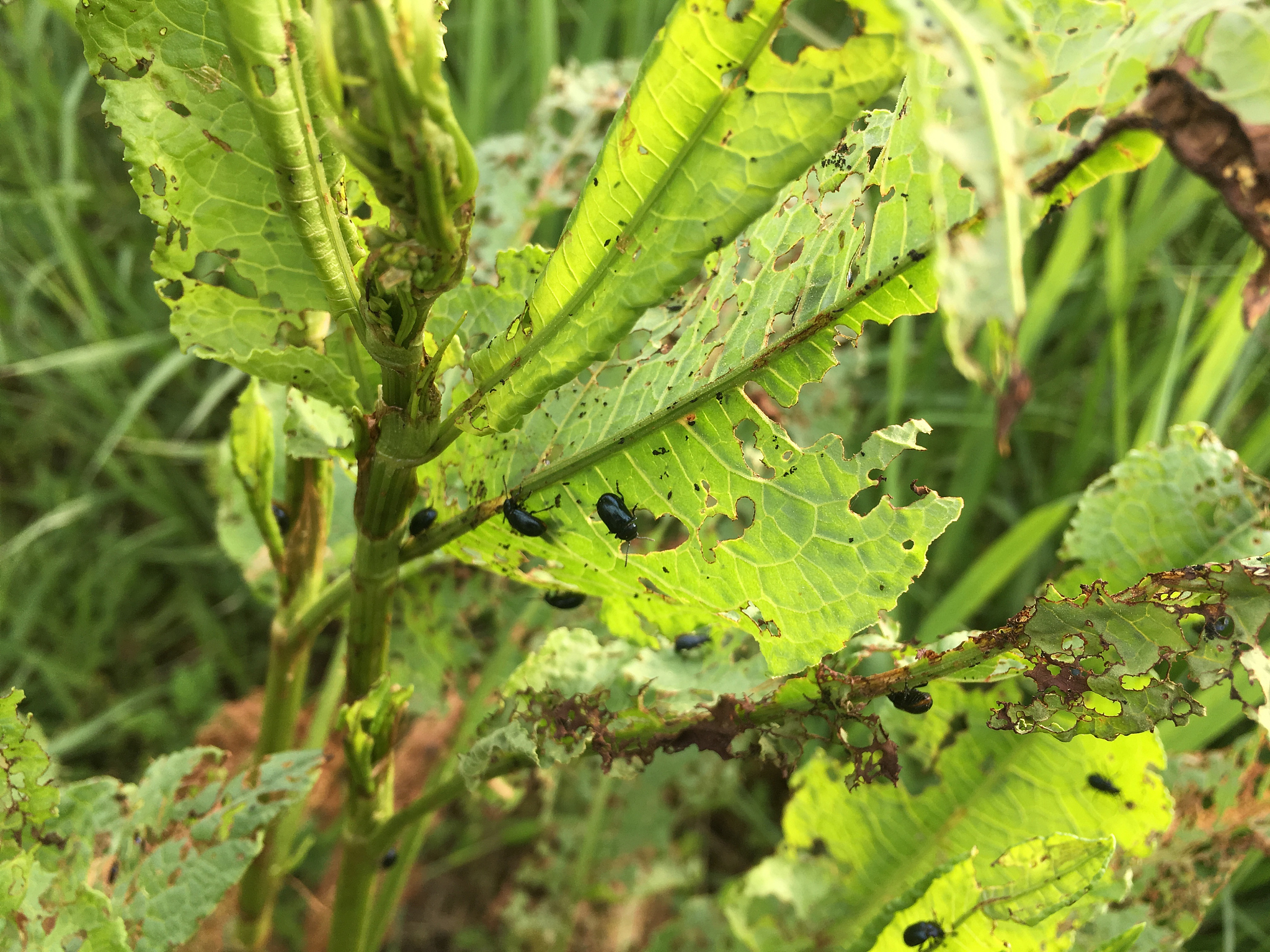 桃细菌性穿孔病田间消长动态及天气影响调查