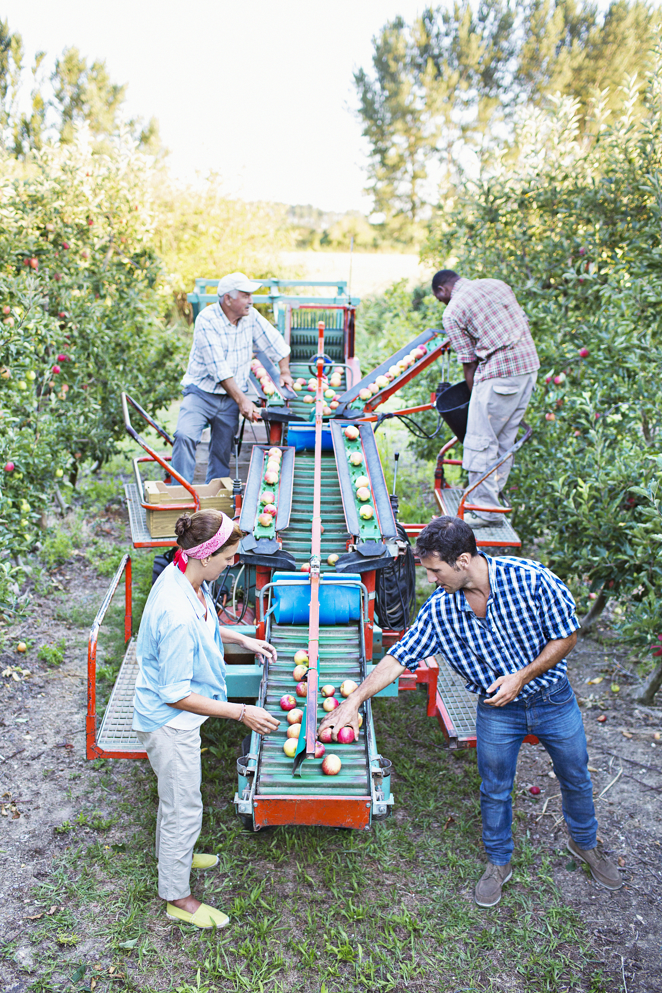 枸杞采摘器设计方案：技术要点与未来趋势