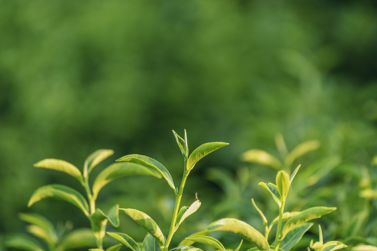 竹叶青茶：产自中国浙江，清香鲜爽，功效显著