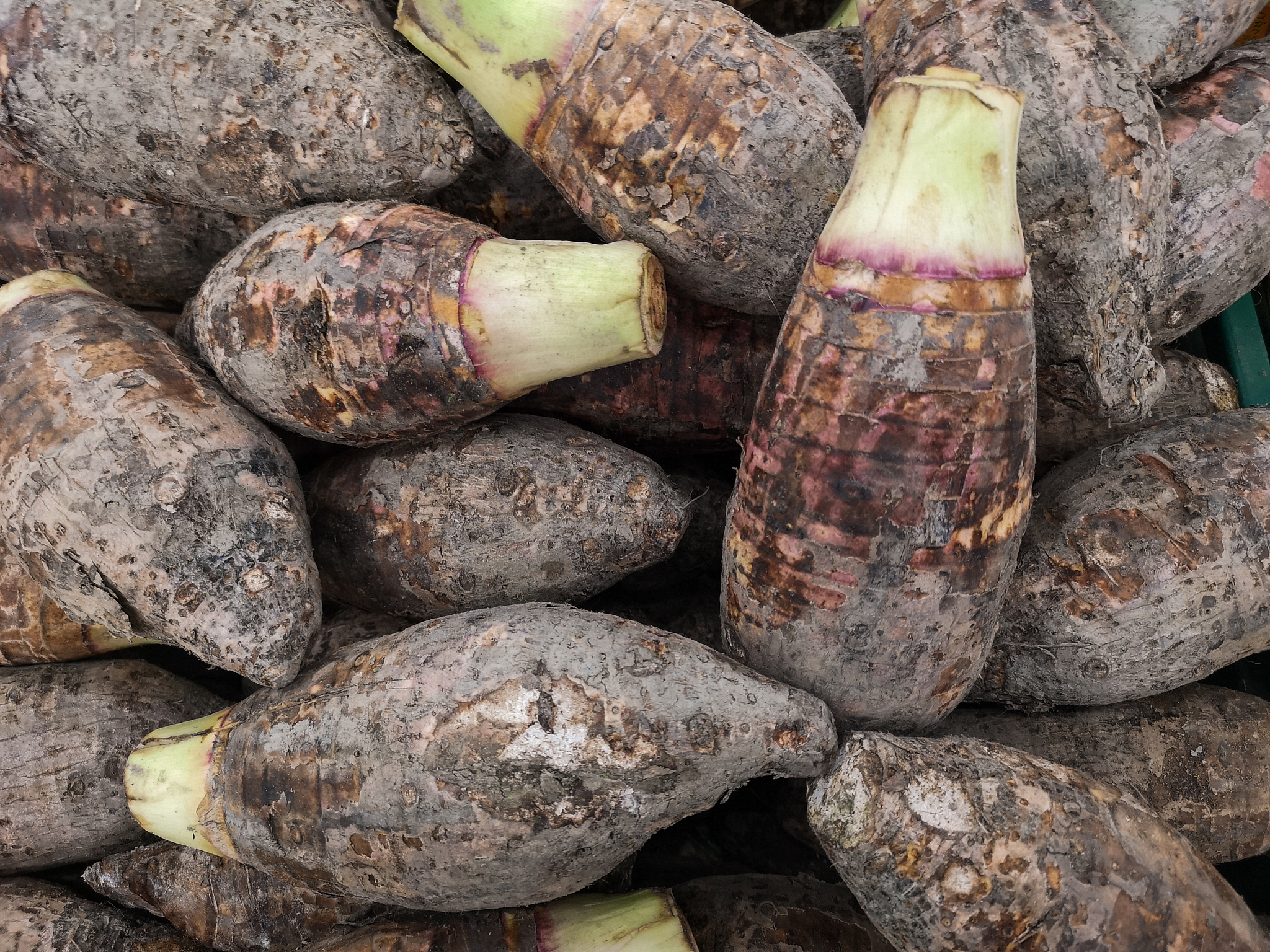 fresh taro for sale in the market.
