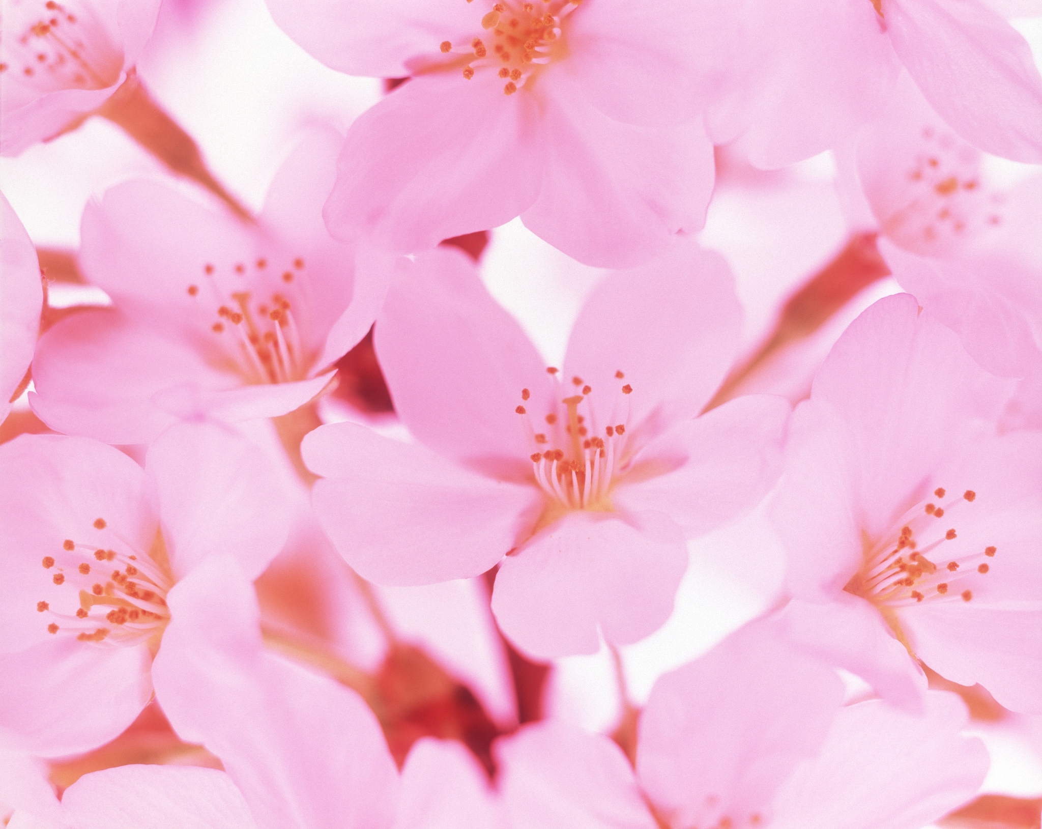 粉红花瓣放射状盛开，唯美意境摄影图片