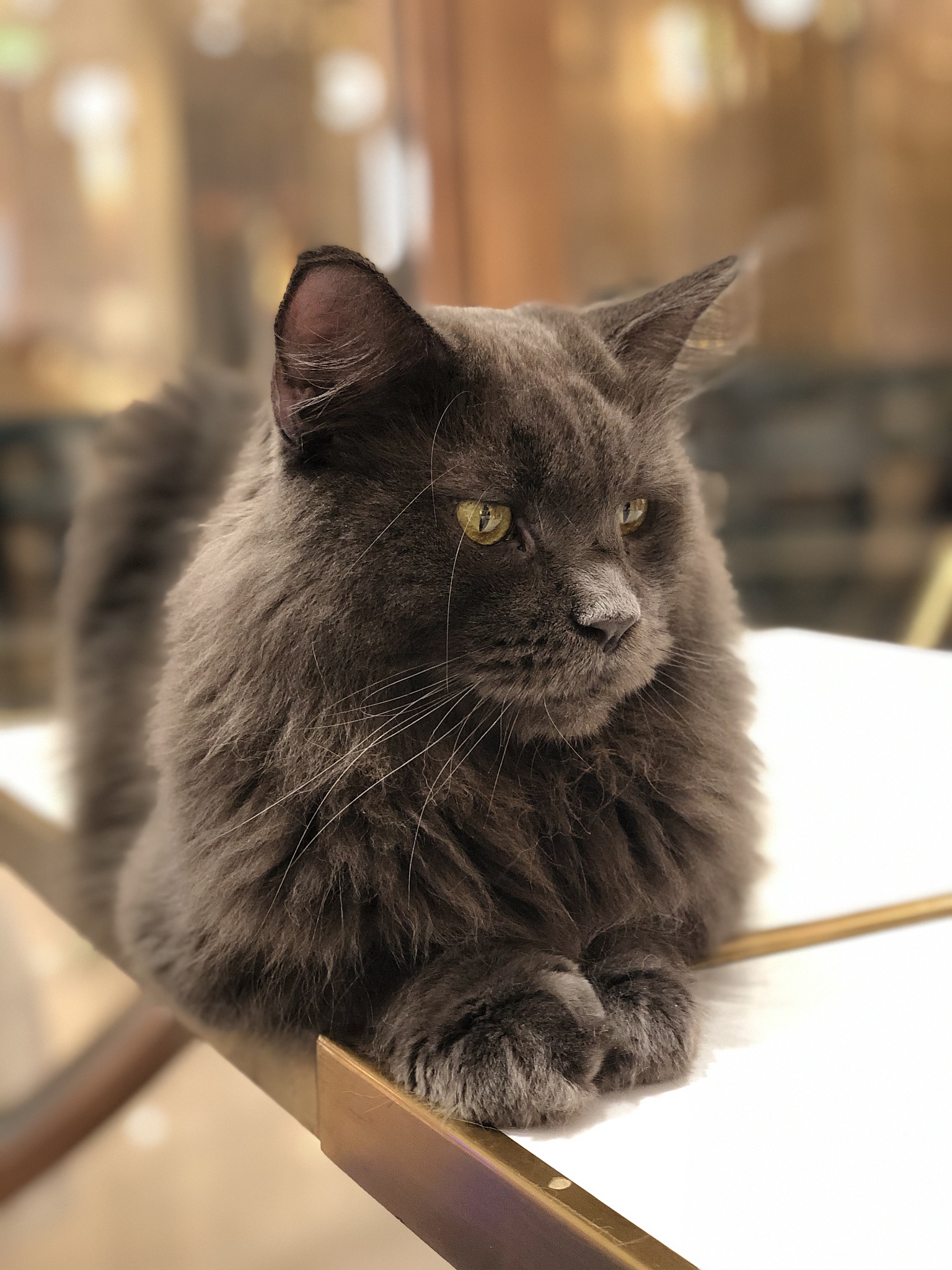 <strong>猫</strong>