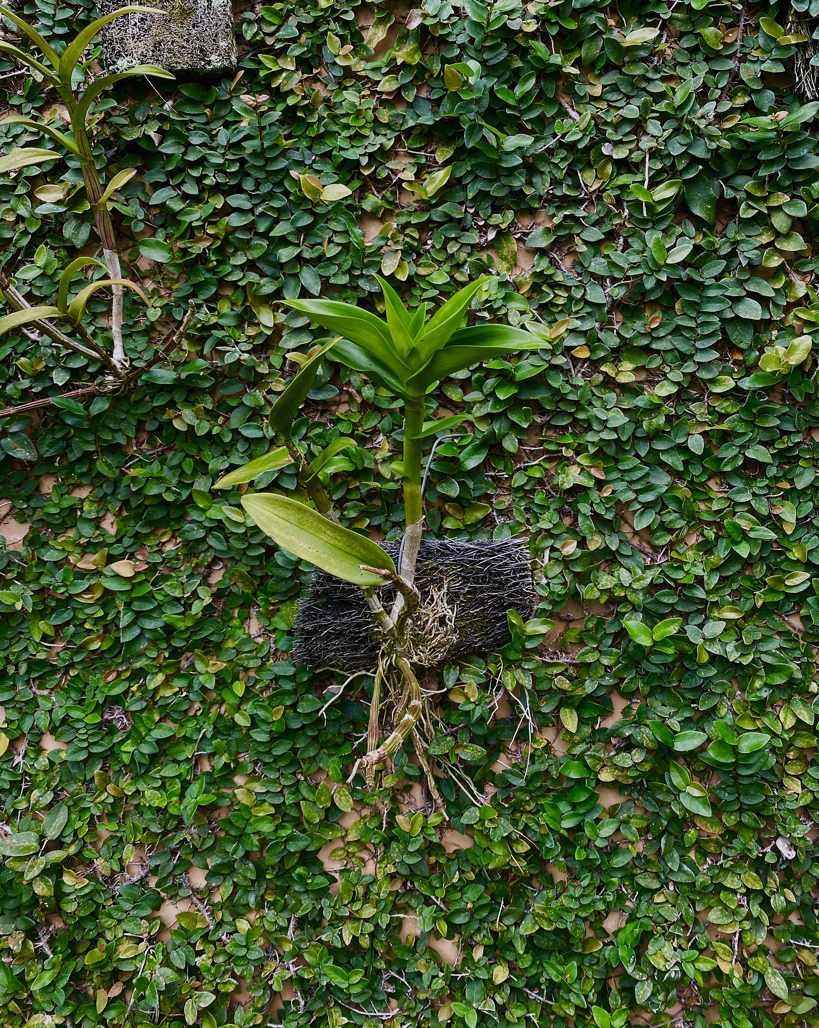 如何识别珍稀保护植物：实用指南