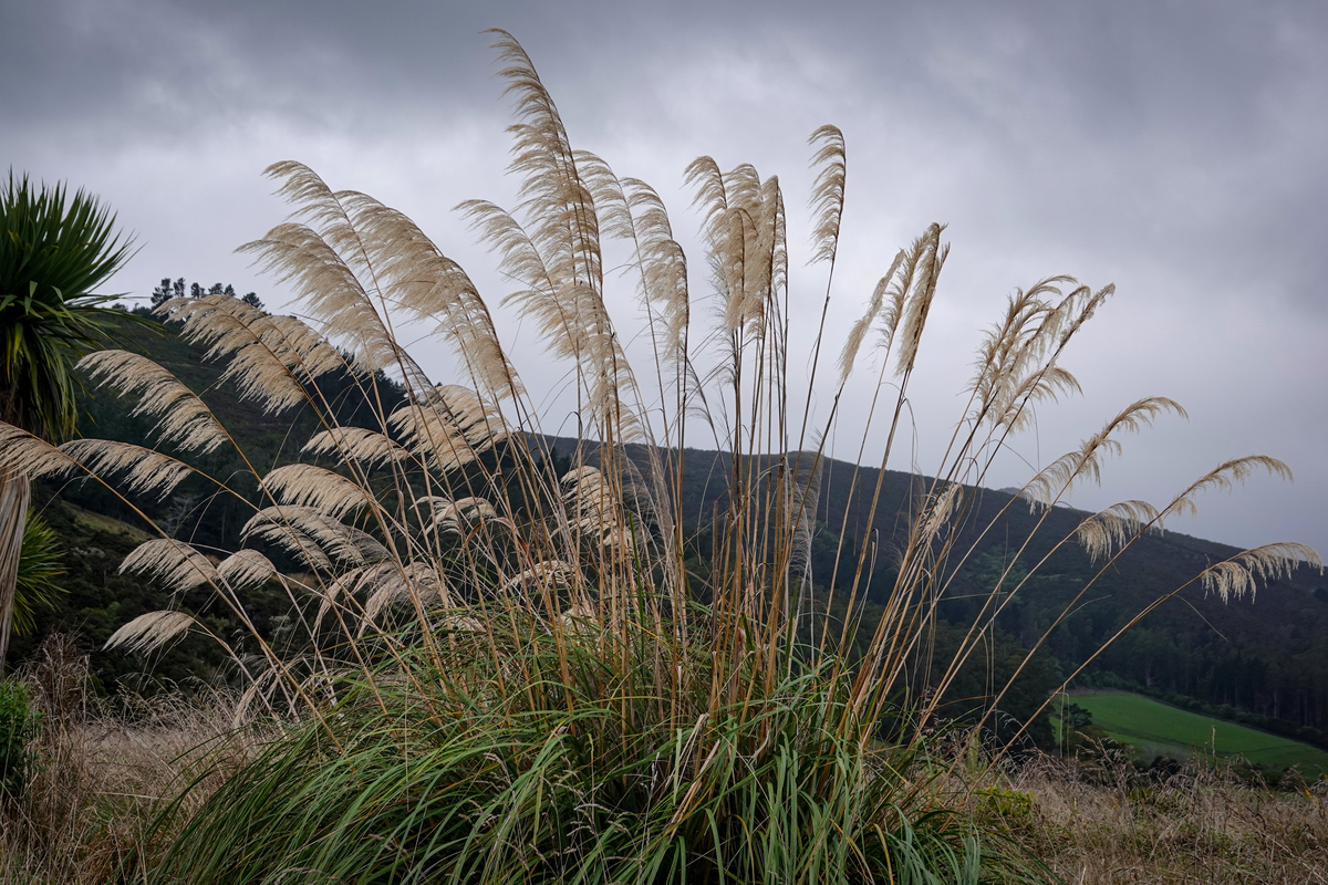 蒹葭苍苍，曲无悲怆：秋水长天，守望心间的美好