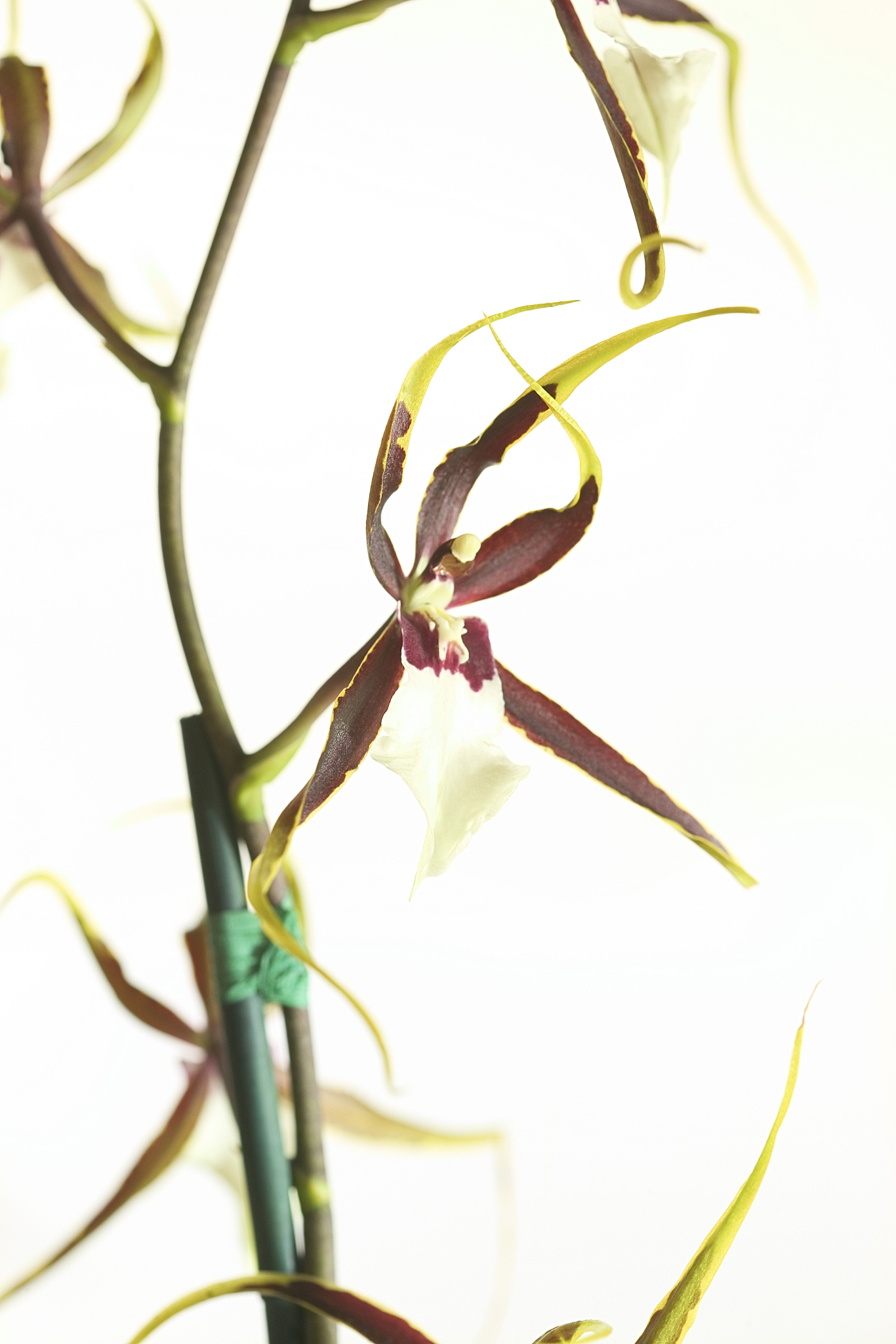 close-up still life of orchid plant.