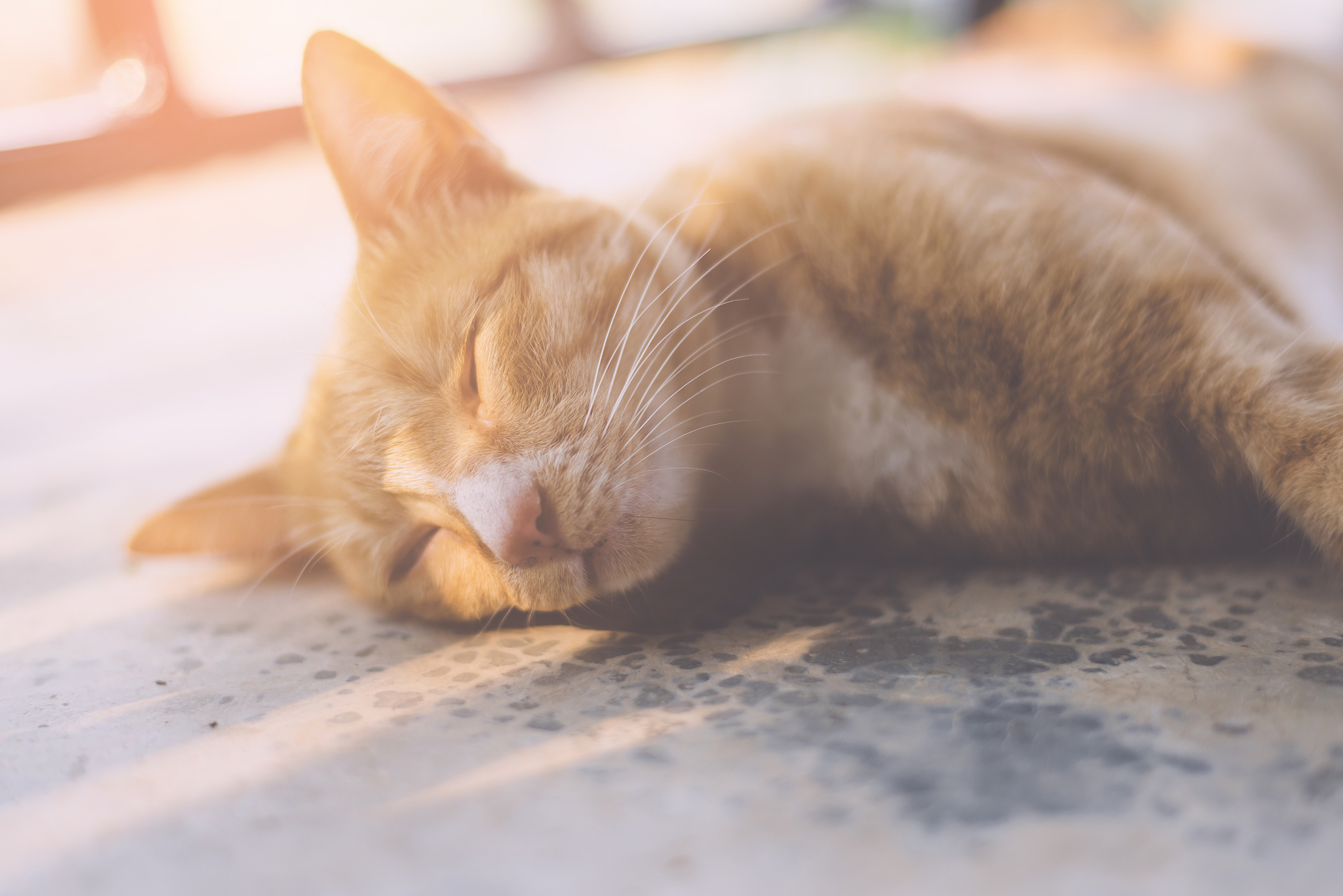 thai cat