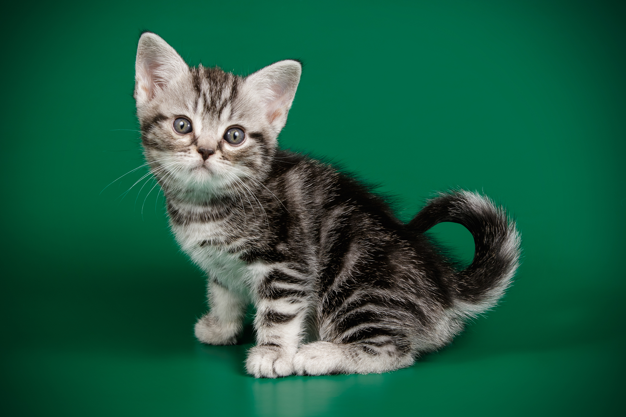 american shorthair cat on colored backgrounds