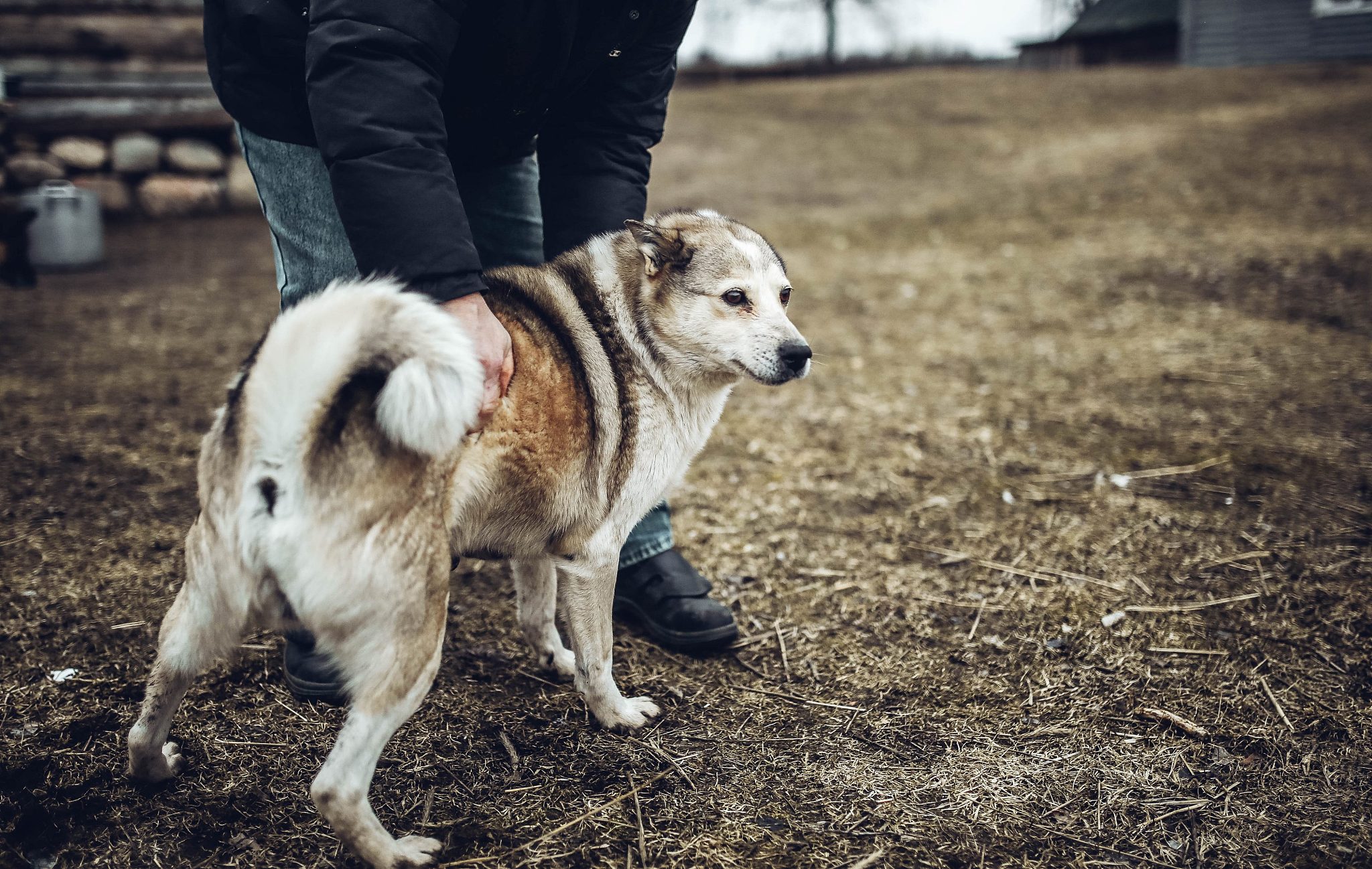 给你个背景记住你是一条狗