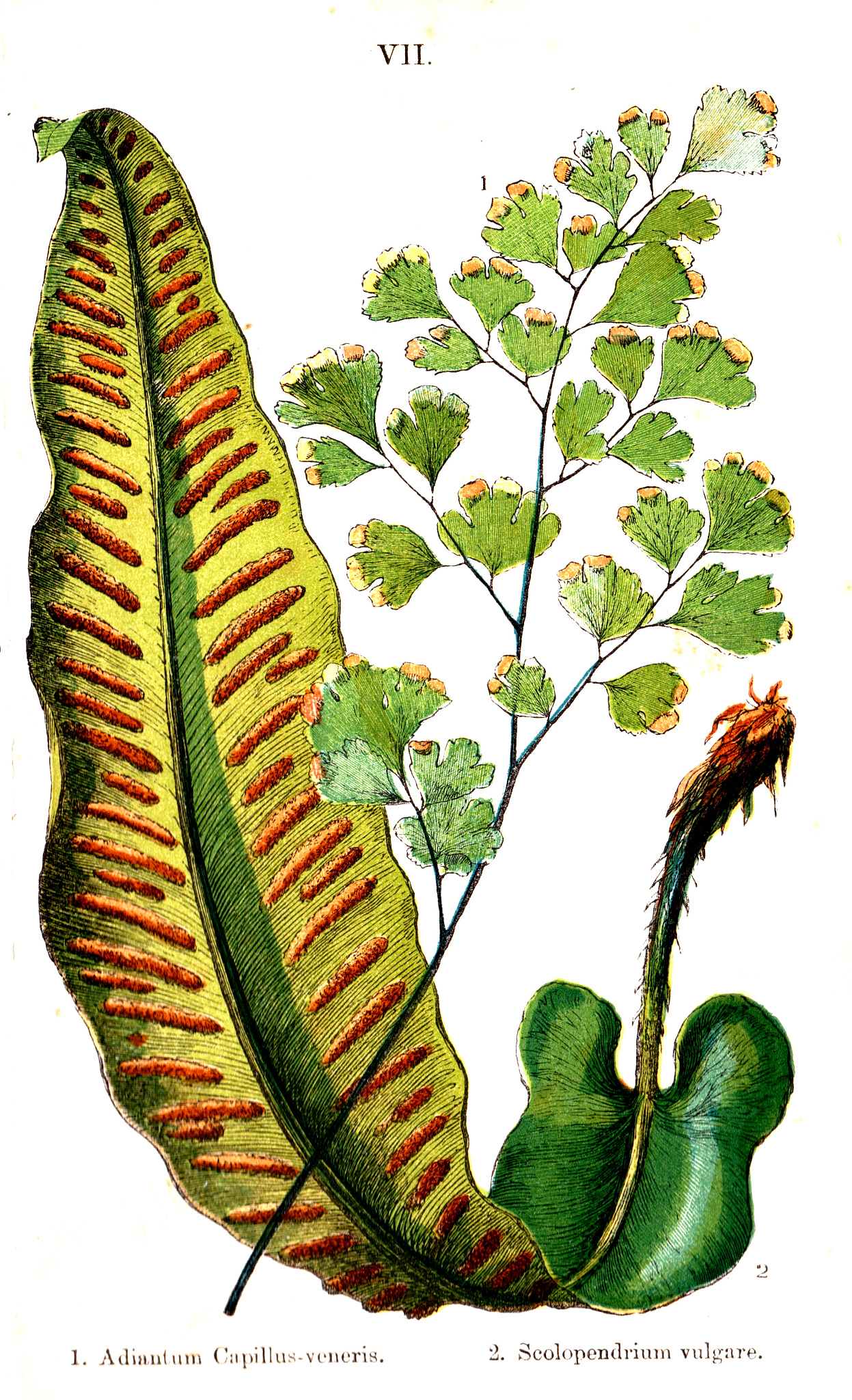 BIOLOGIA PLANTARUM期刊研究范围详细介绍