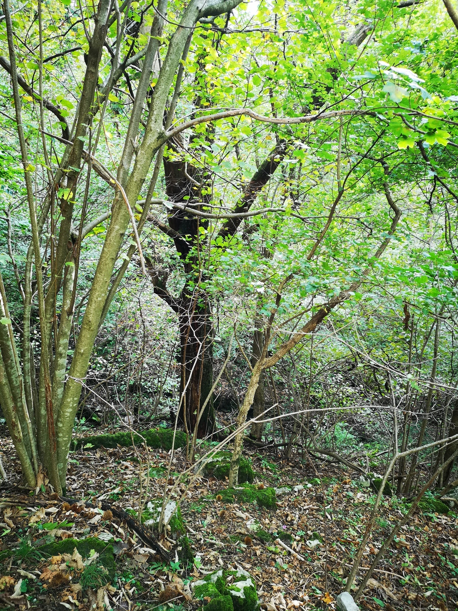 神农架下谷坪野生茶树调研价值：资源、技术、文化与生态