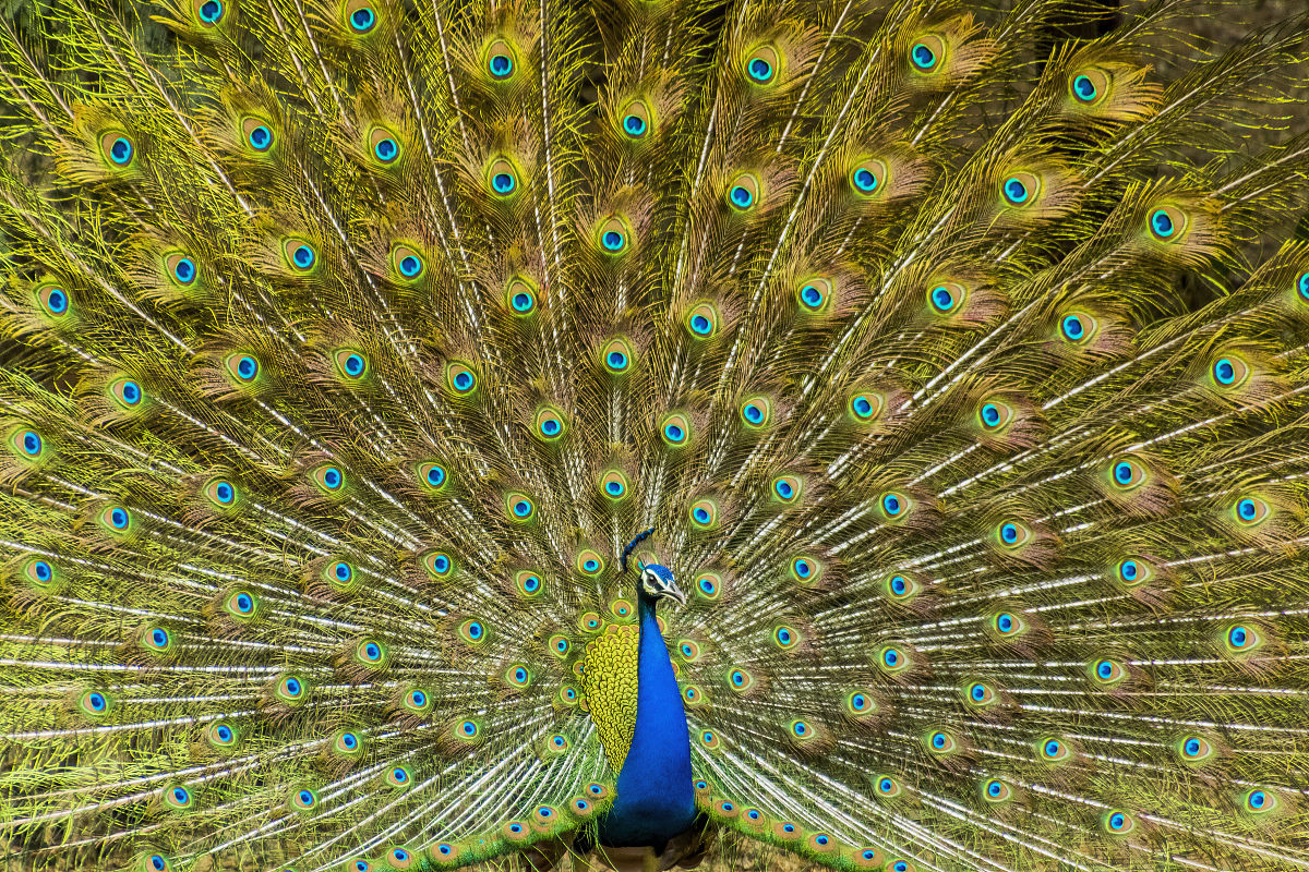 请帮我写1篇不少于750汉字的博客文章语言要幽默接地气。主题是：孔雀的寓意及象征