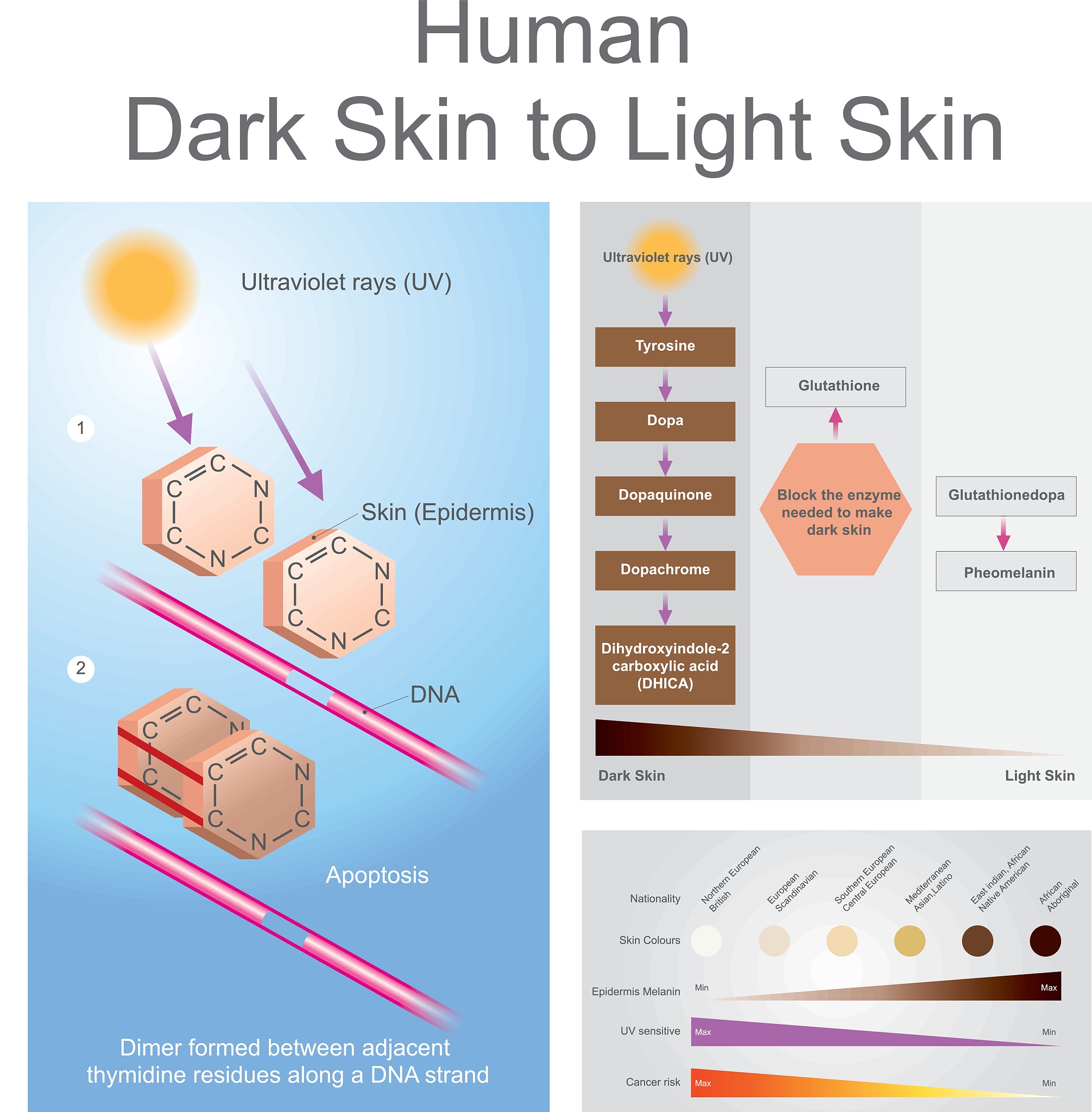 I want you to act as an academic journal editor Please rephrase the paragraph from an academic angle based on the writting style of the Nature journalPSNPs 80 nm were purchased from BaseLine ChromTech