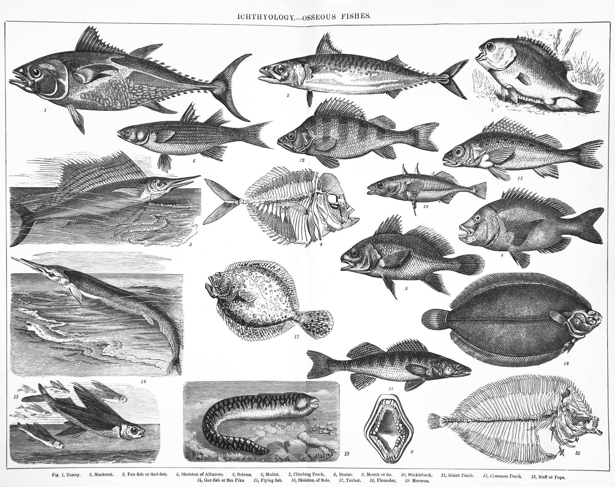 Soil Classification and Diagnostic Features of Lou Soil in China