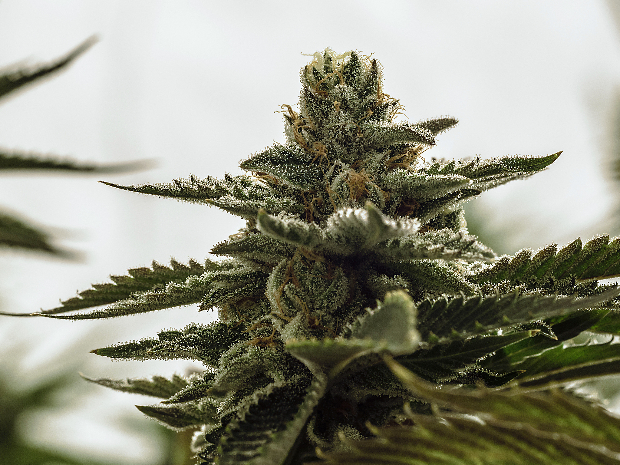 live cannabis macro bud shot
