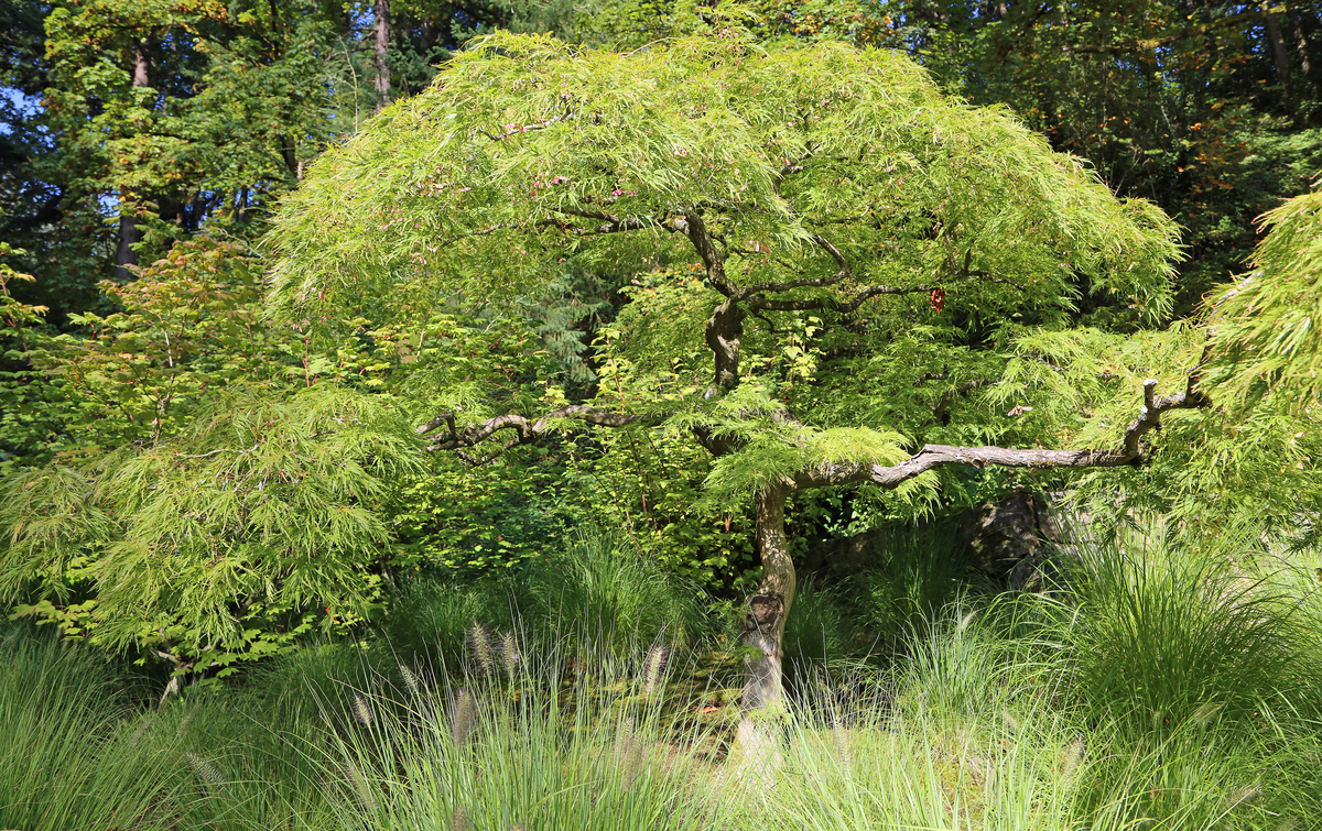 打造丰富植物景观：选择乡土树种，注重植物习性与空间设计
