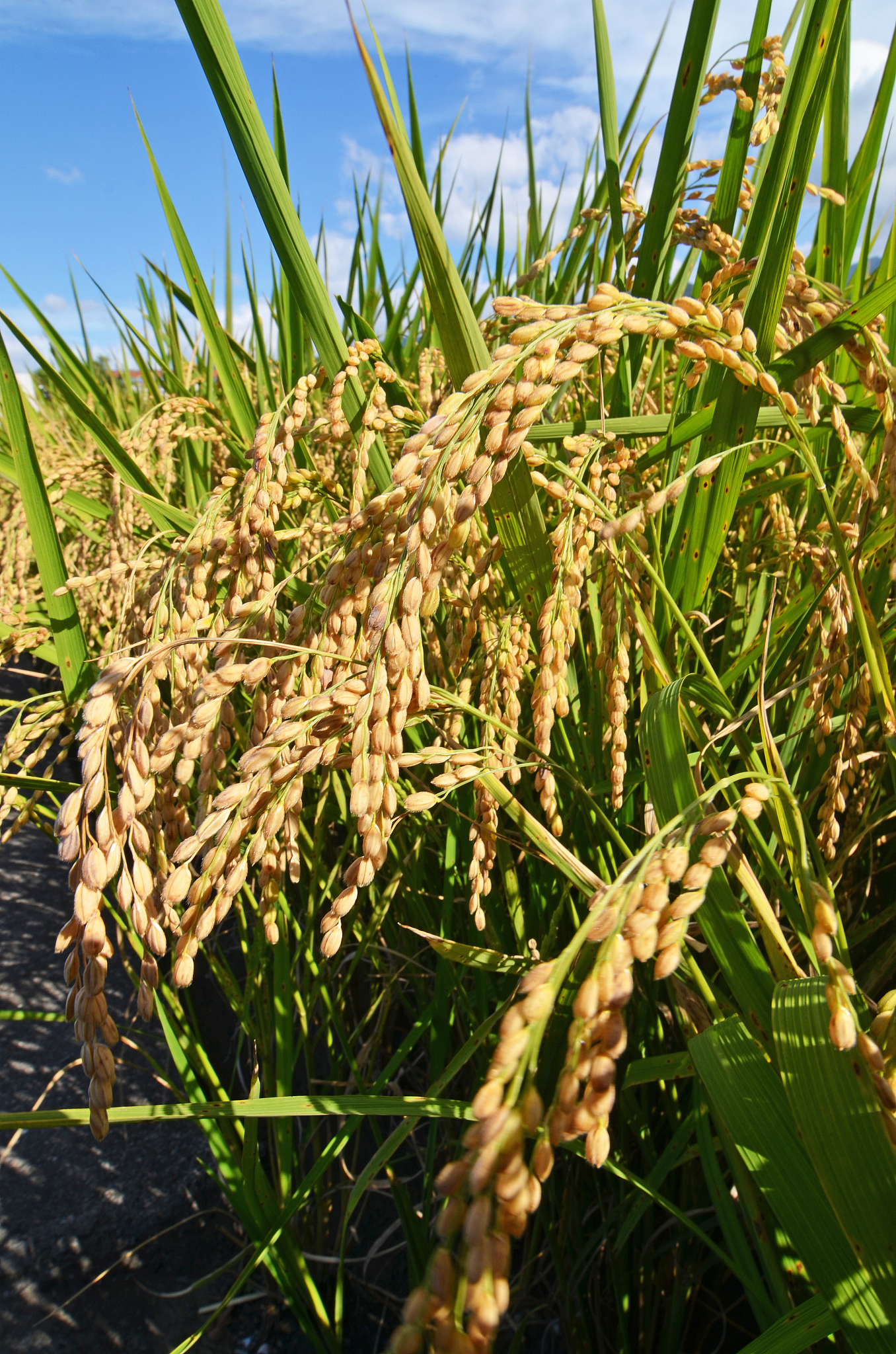 Hybrid Rice in English: What is '杂交水稻'?