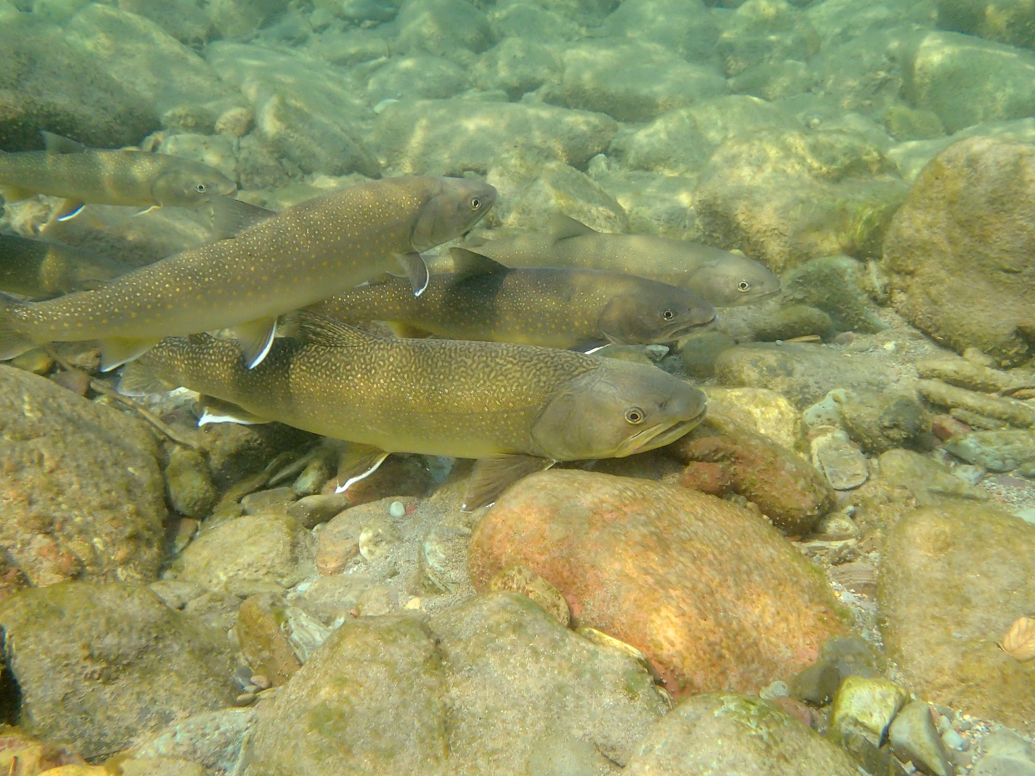 bull trout1